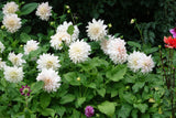 Dahlia Cafe au Lait