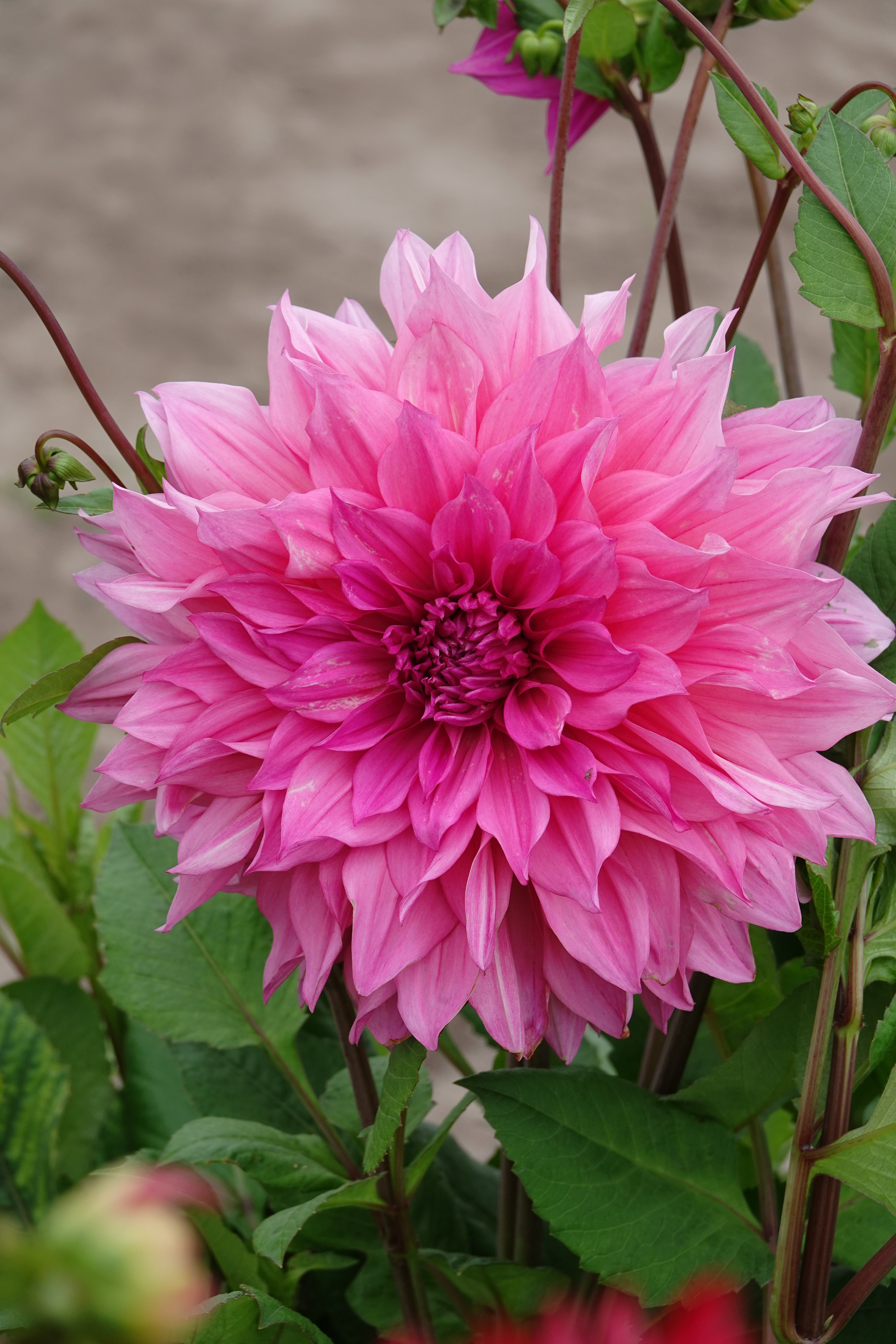 Dahlia Cafe au Lait Rose