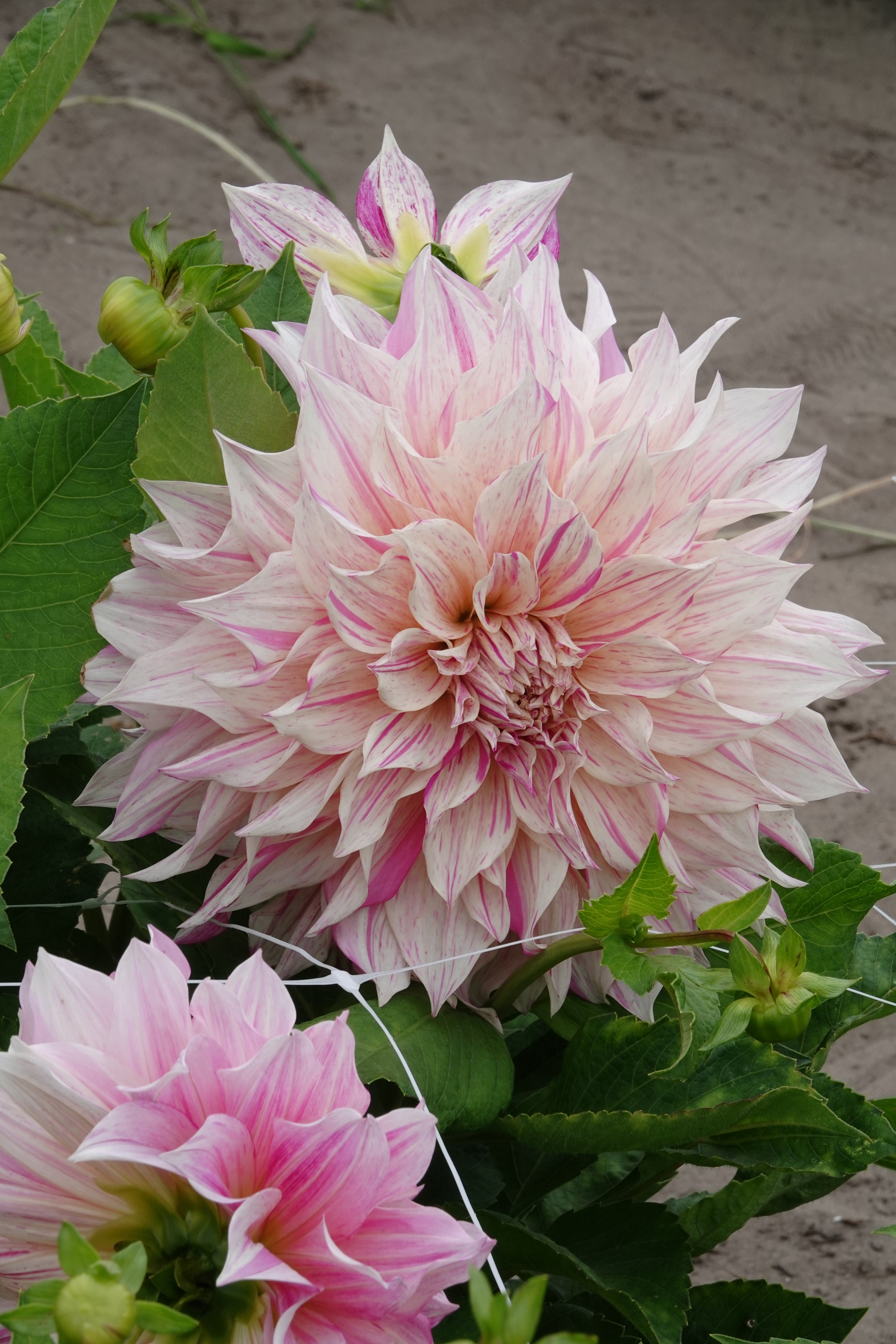 Dahlia Cafe au Lait Twist