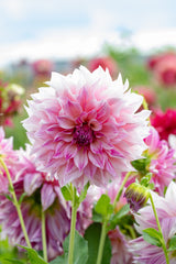 Dahlia Cafe au Lait Royal