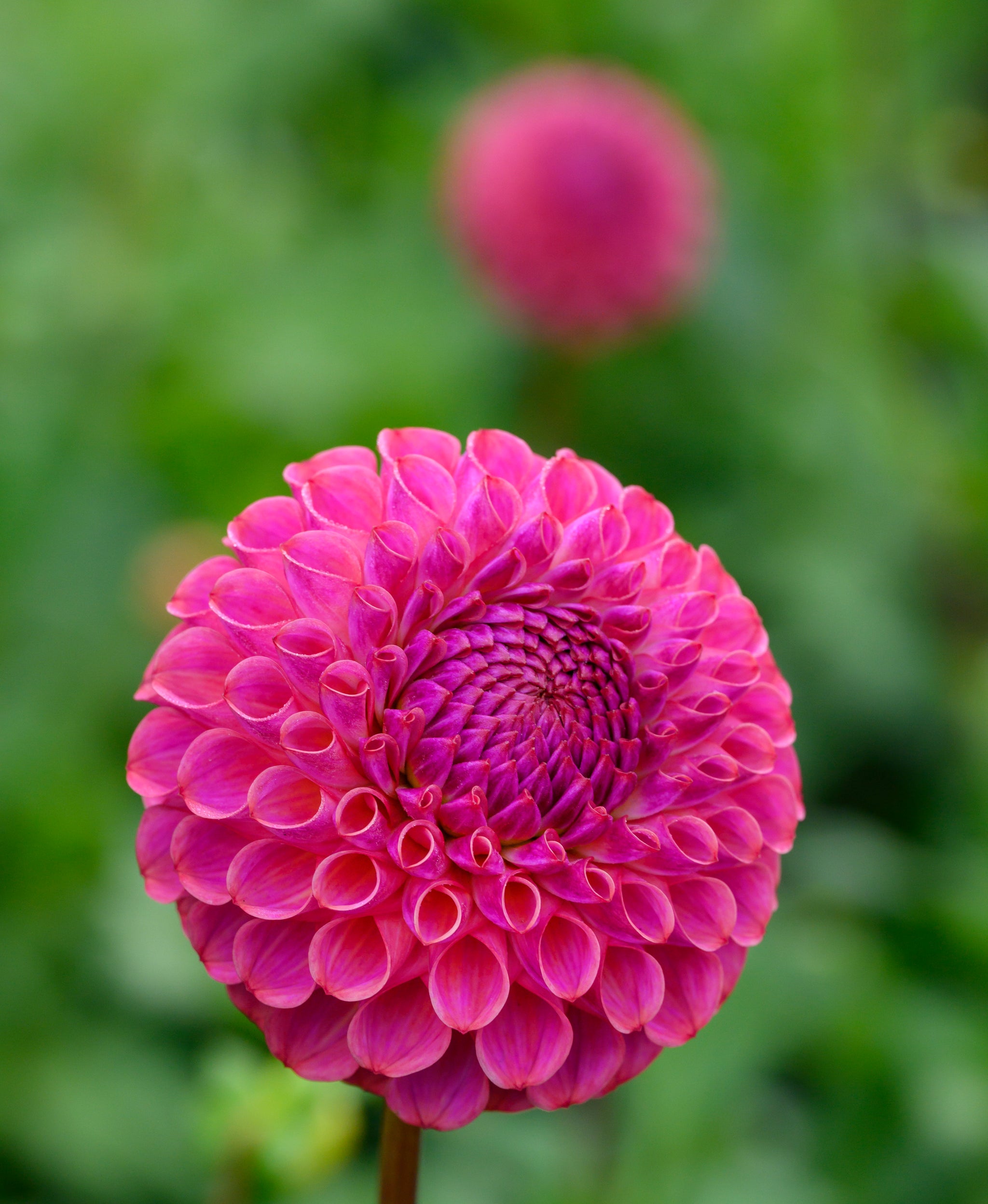 Dahlia Caitlins Joy