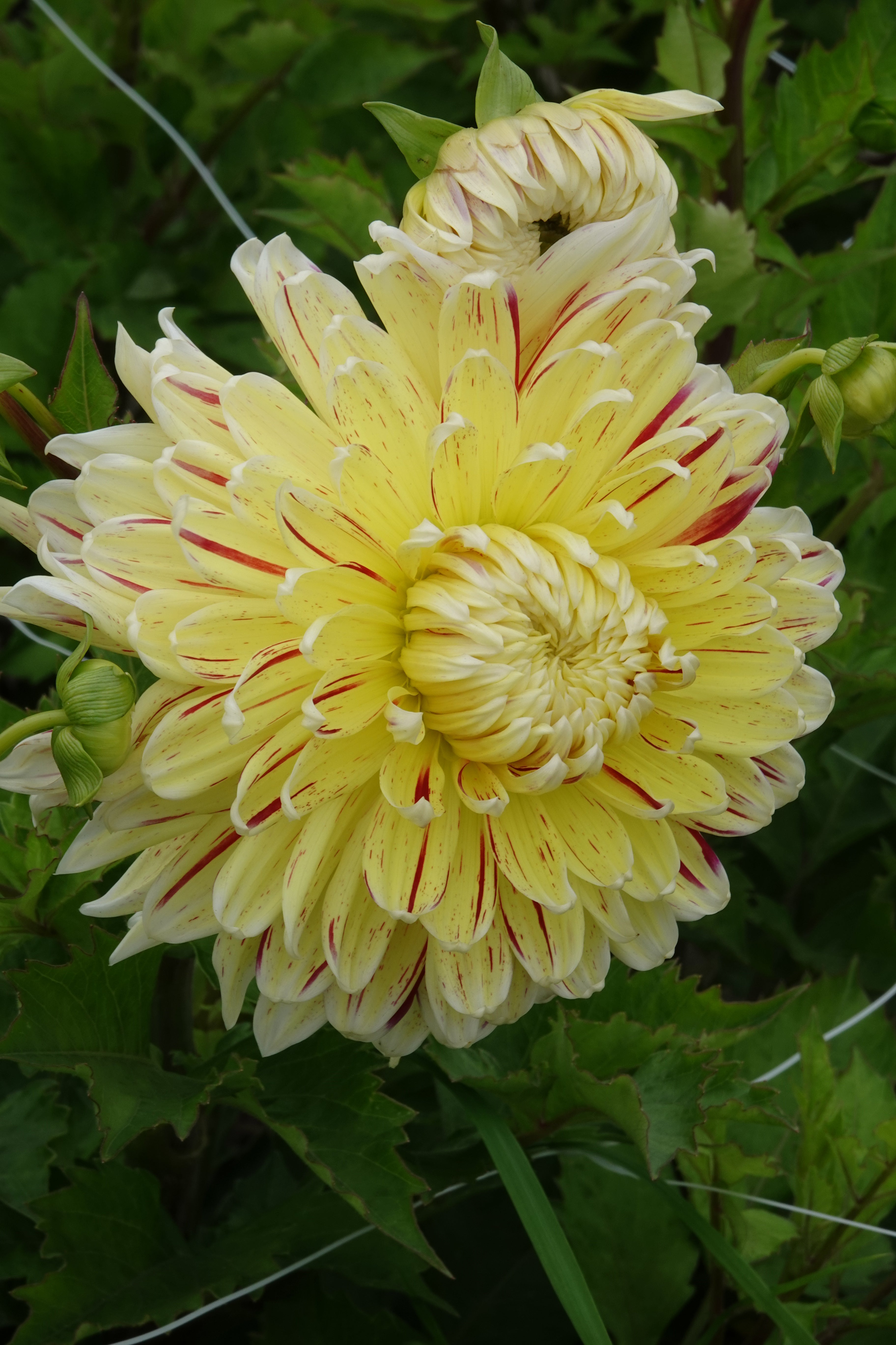 Dahlia Cambridge