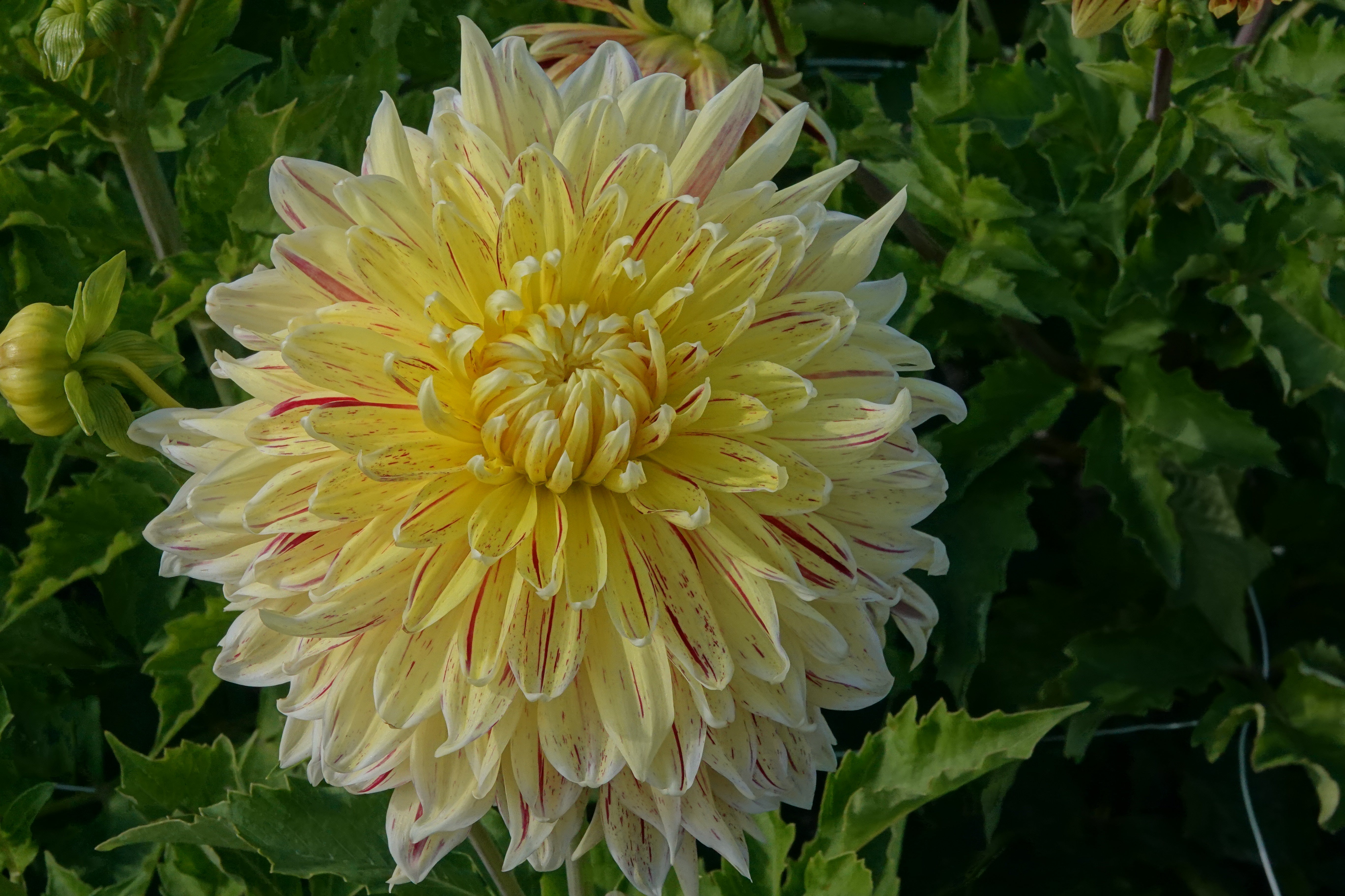 Dahlia Cambridge