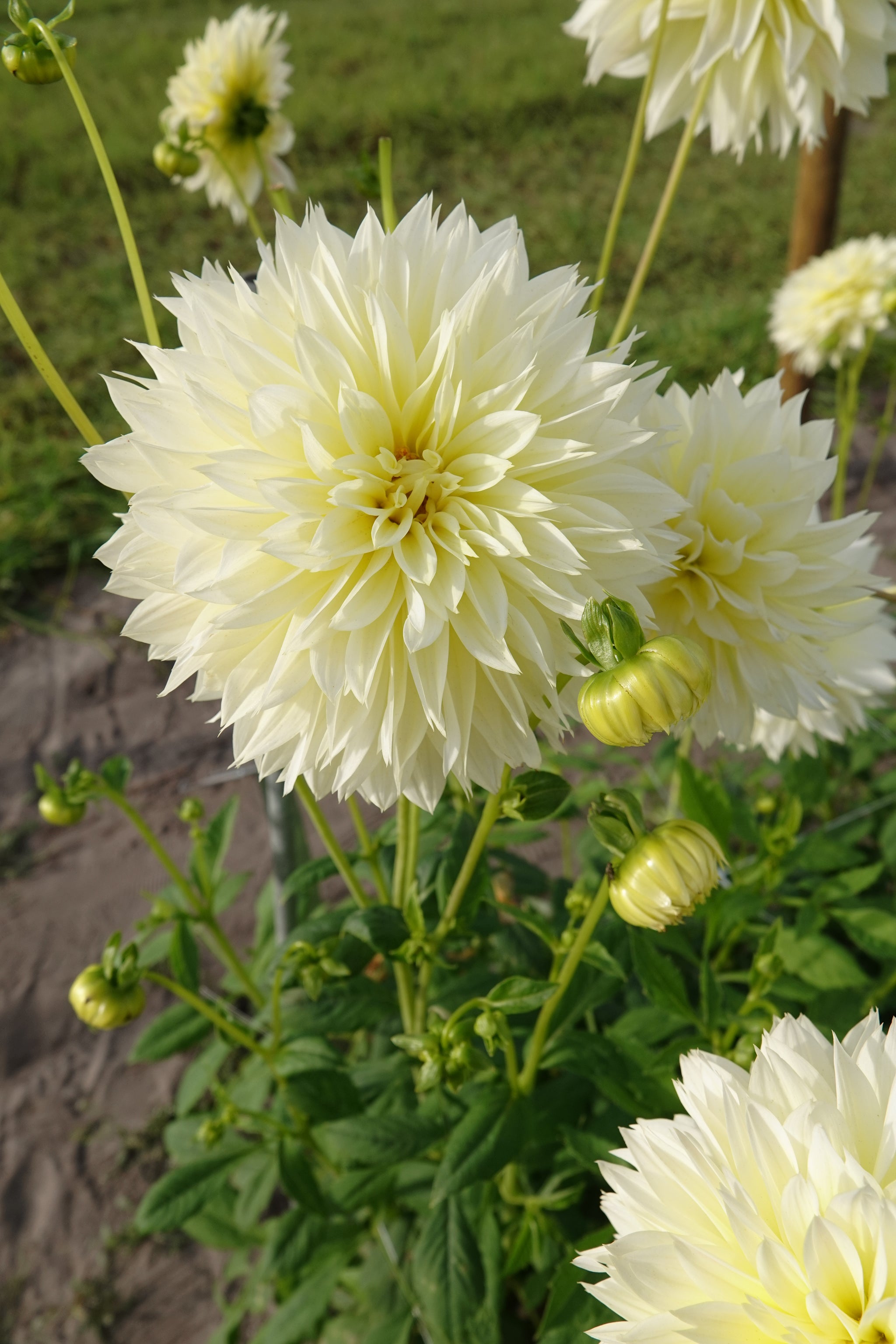 Dahlia Canary