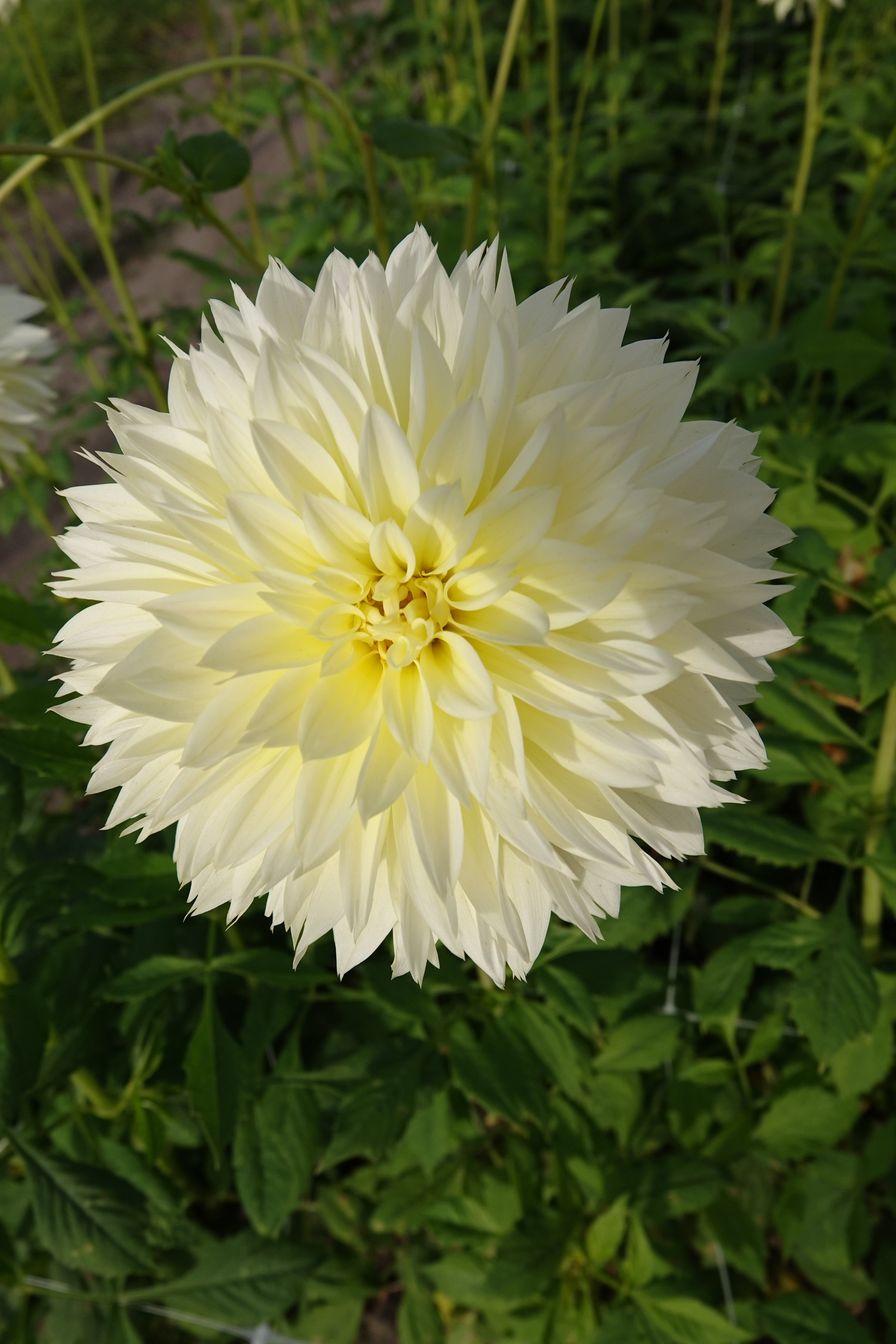 Dahlia Canary