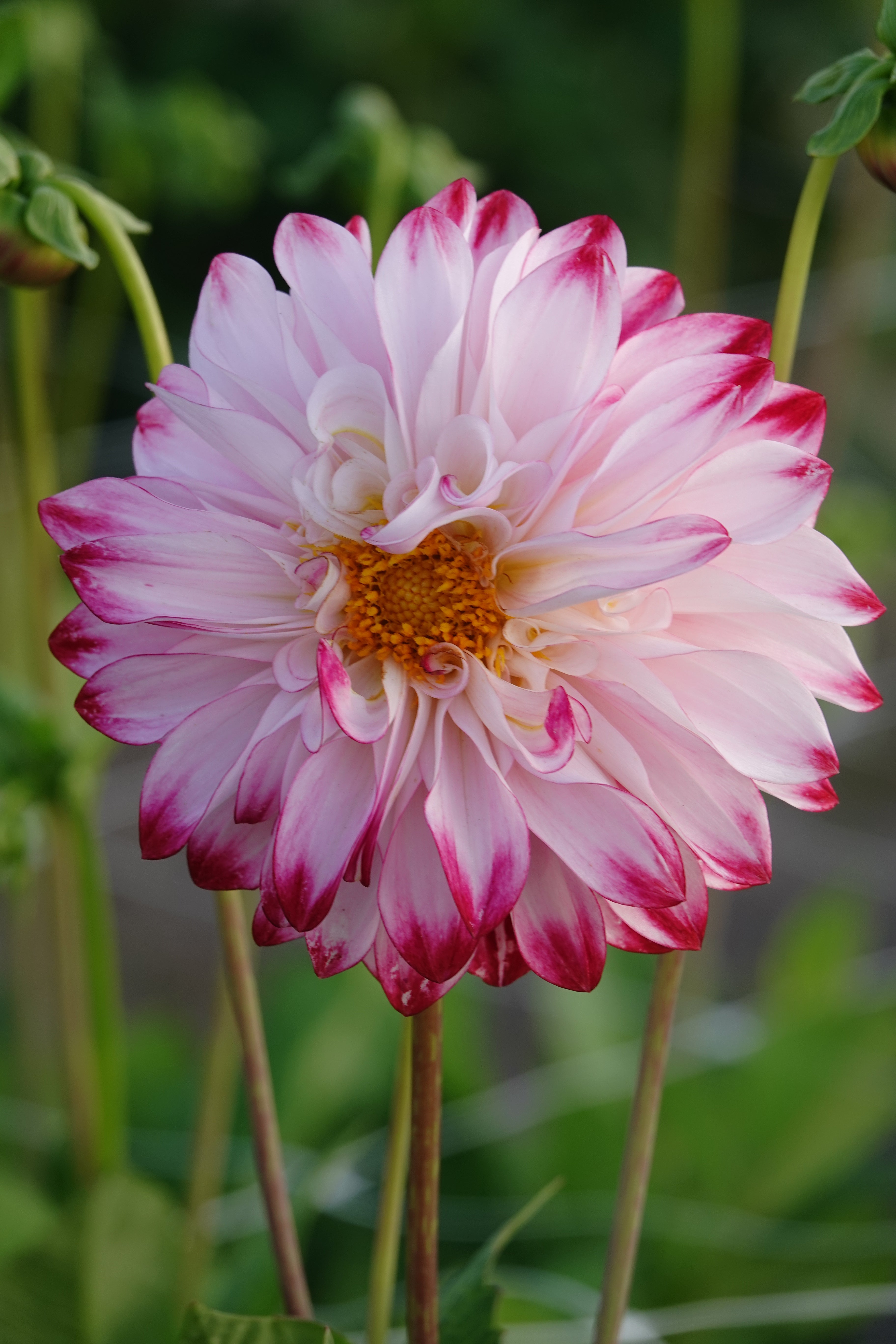 Dahlia Caproz Pizzazz