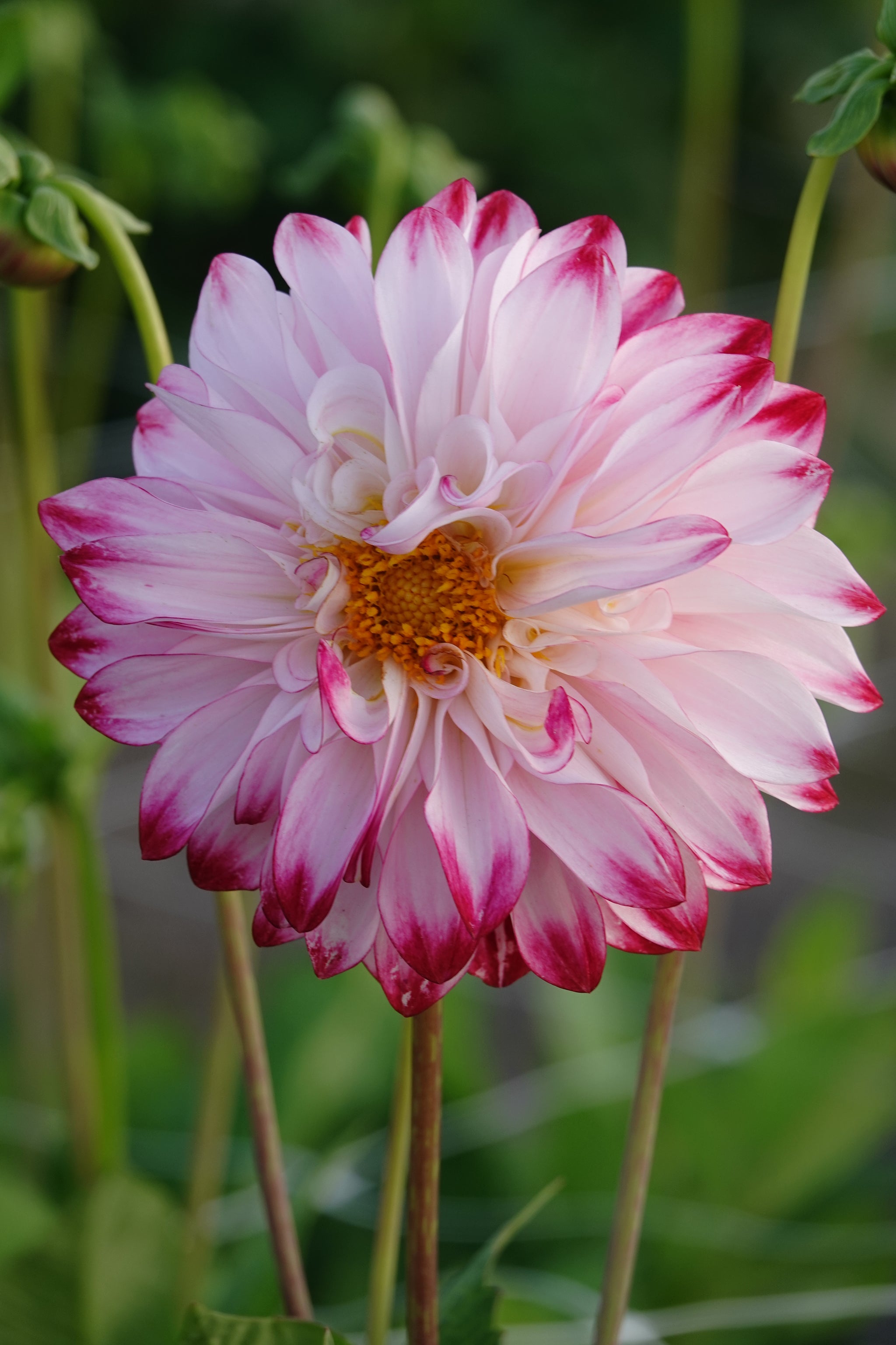 Dahlia Caproz Pizzazz