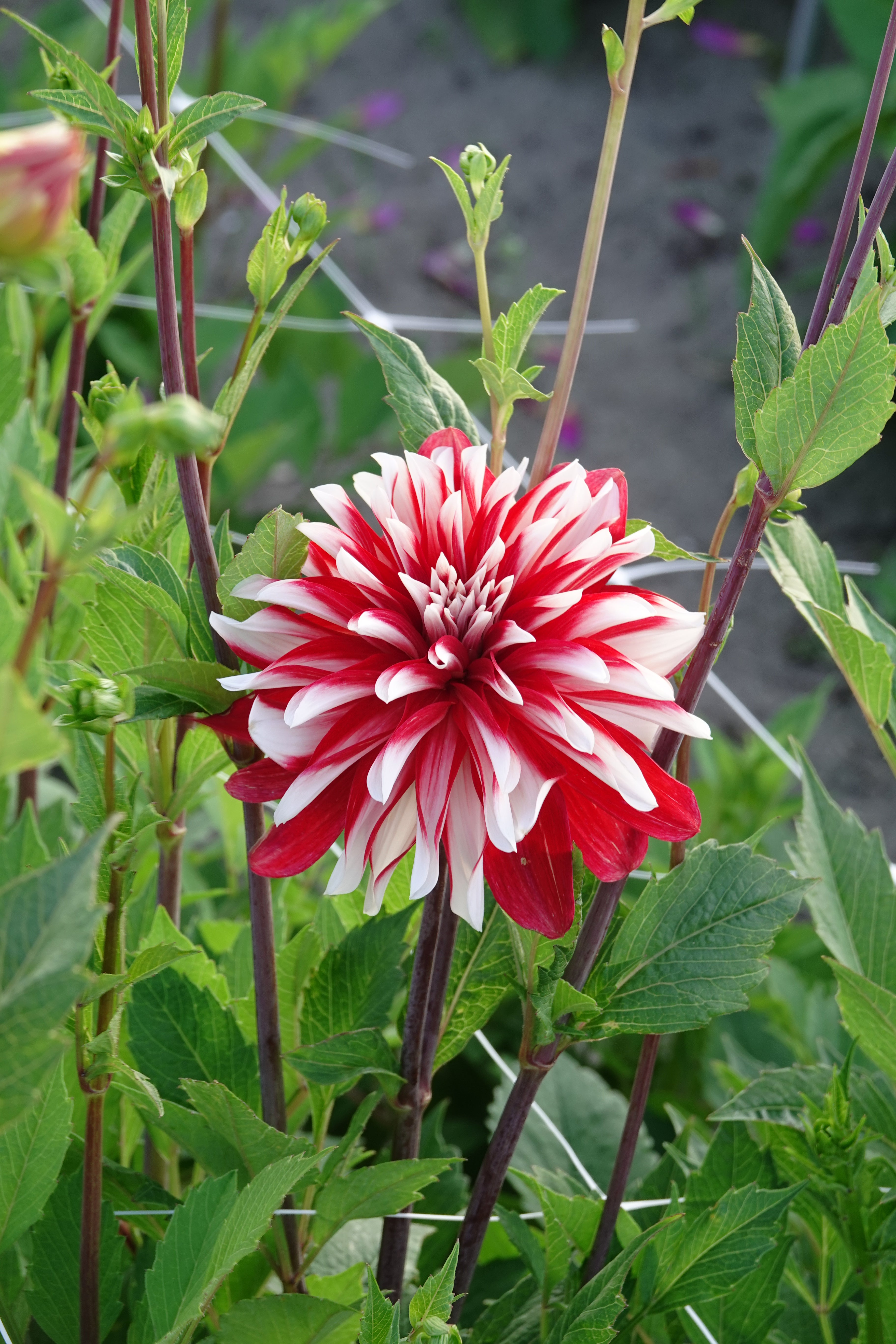 Dahlia Catching Fire