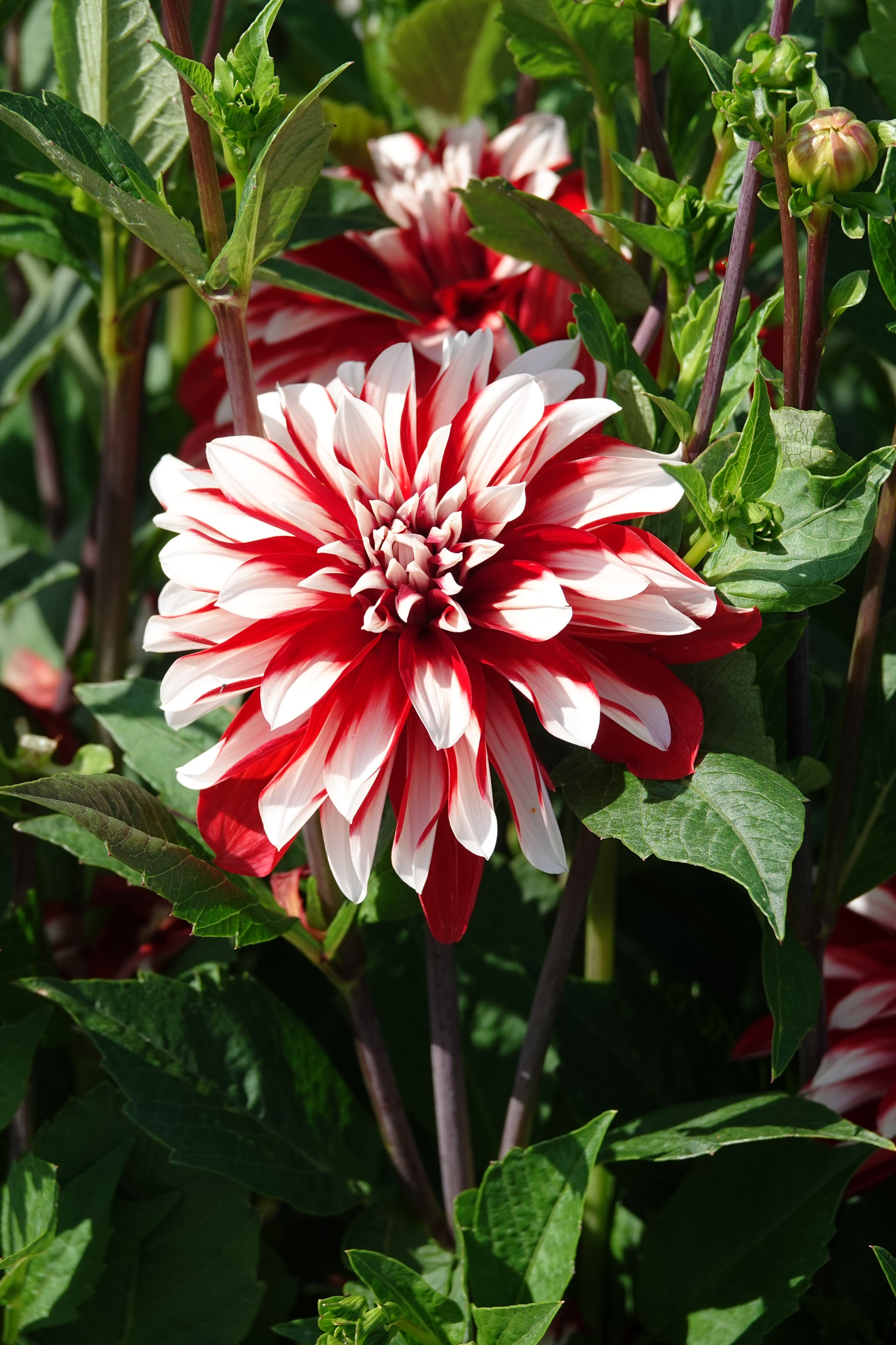 Dahlia Catching Fire