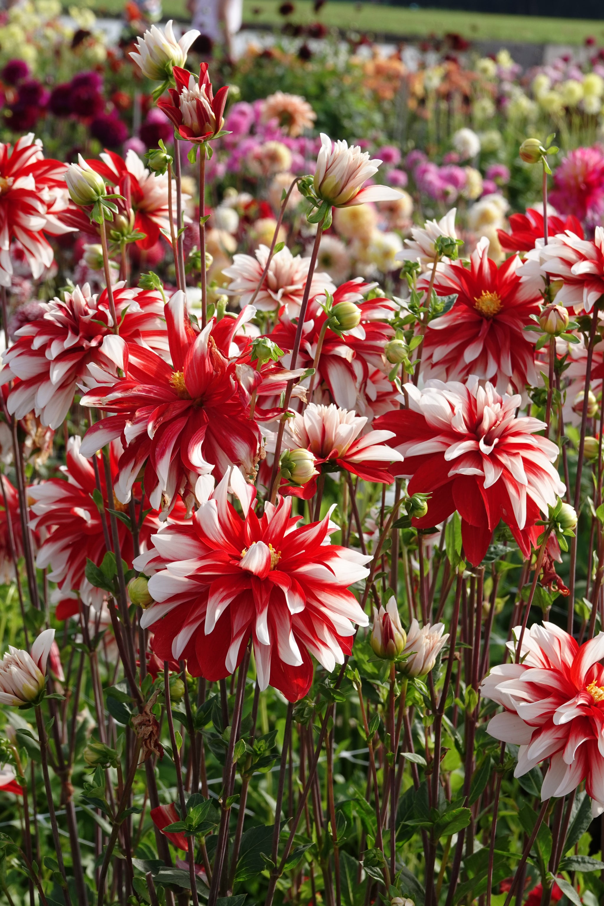 Dahlia Checkers