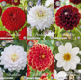 Collection Classic Romance