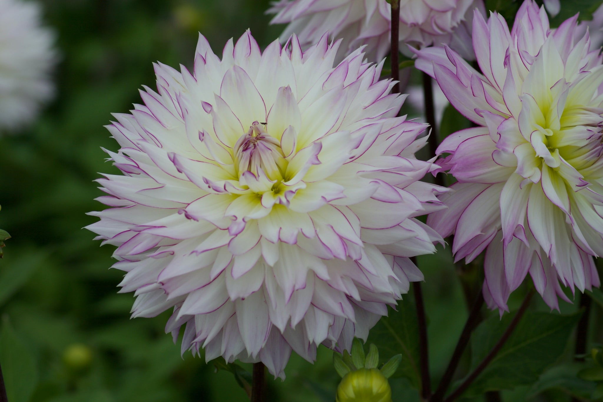 Dahlia Crazy Love