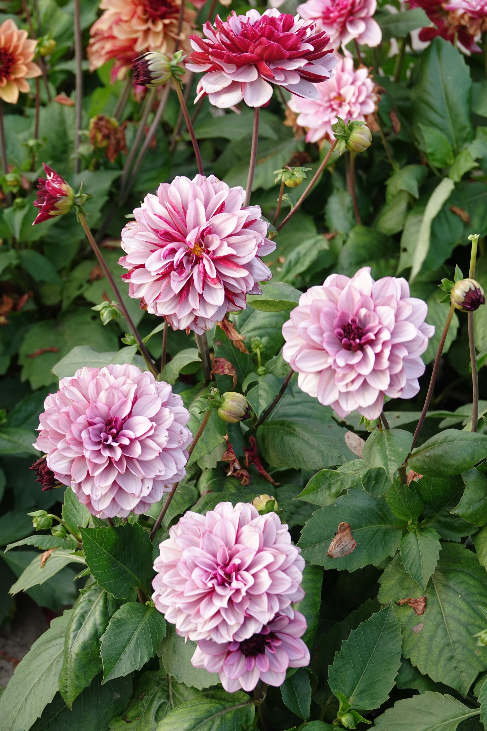 Dahlia Creme de Cassis