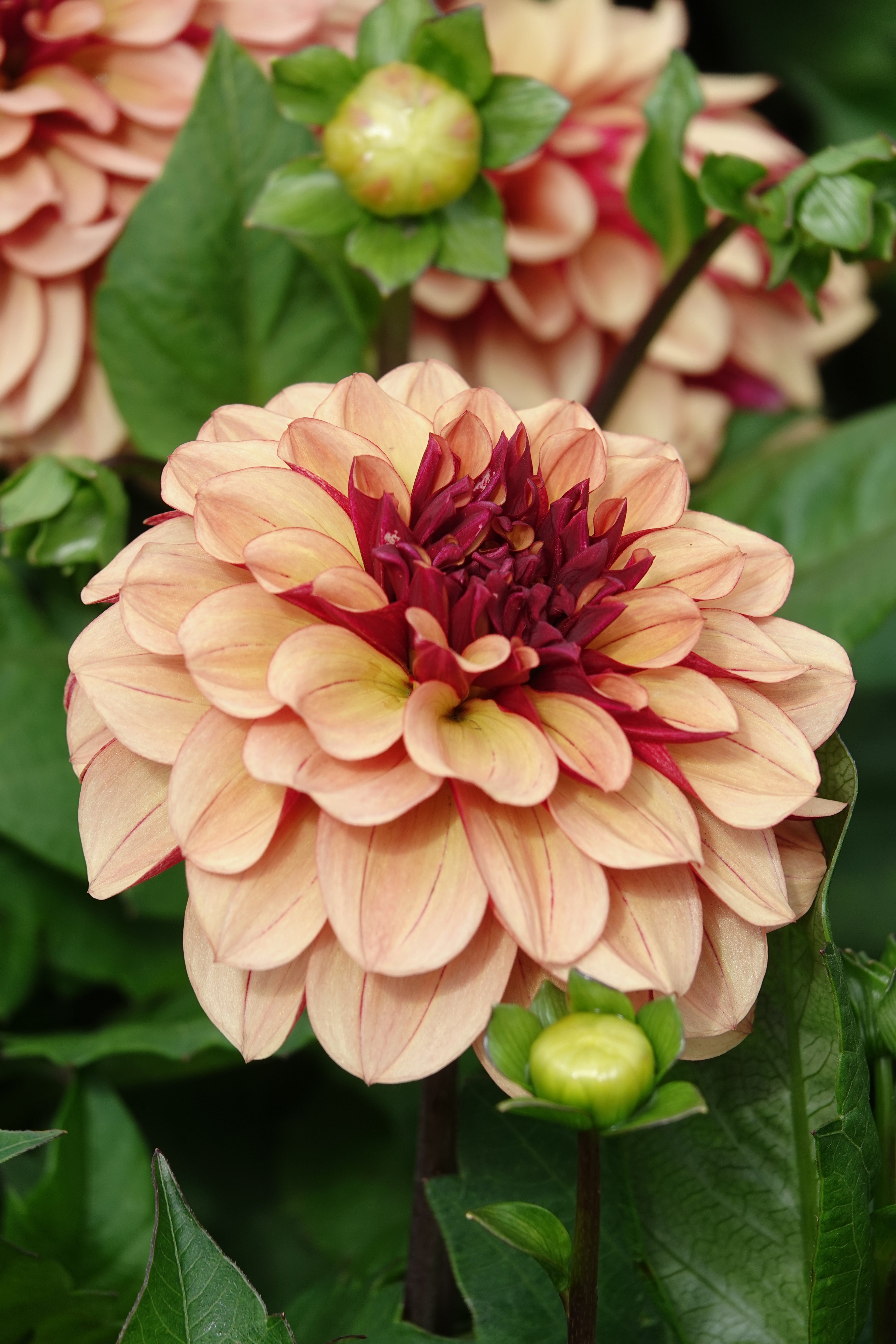 Dahlia Creme de Cognac