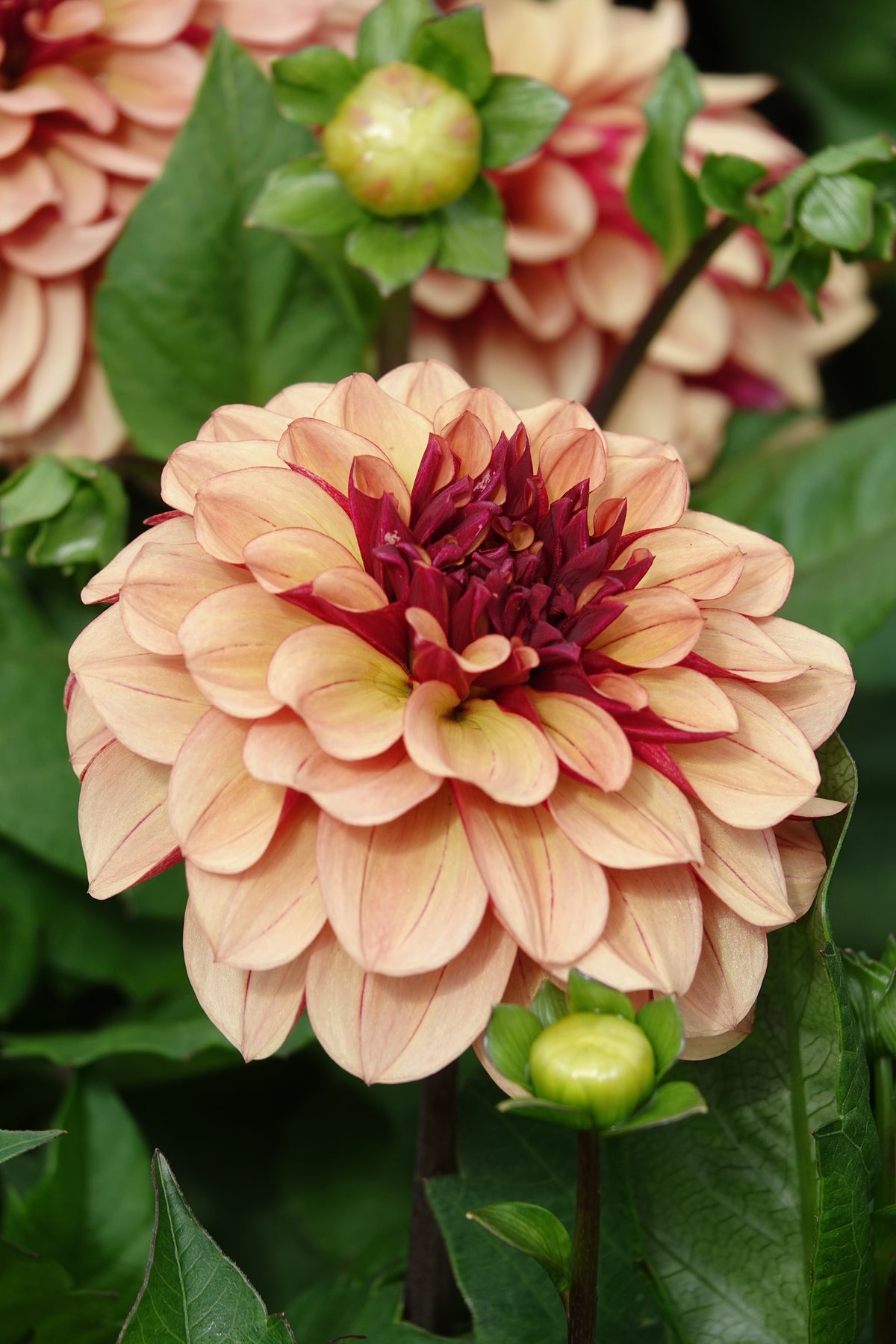 Dahlia Creme de Cognac