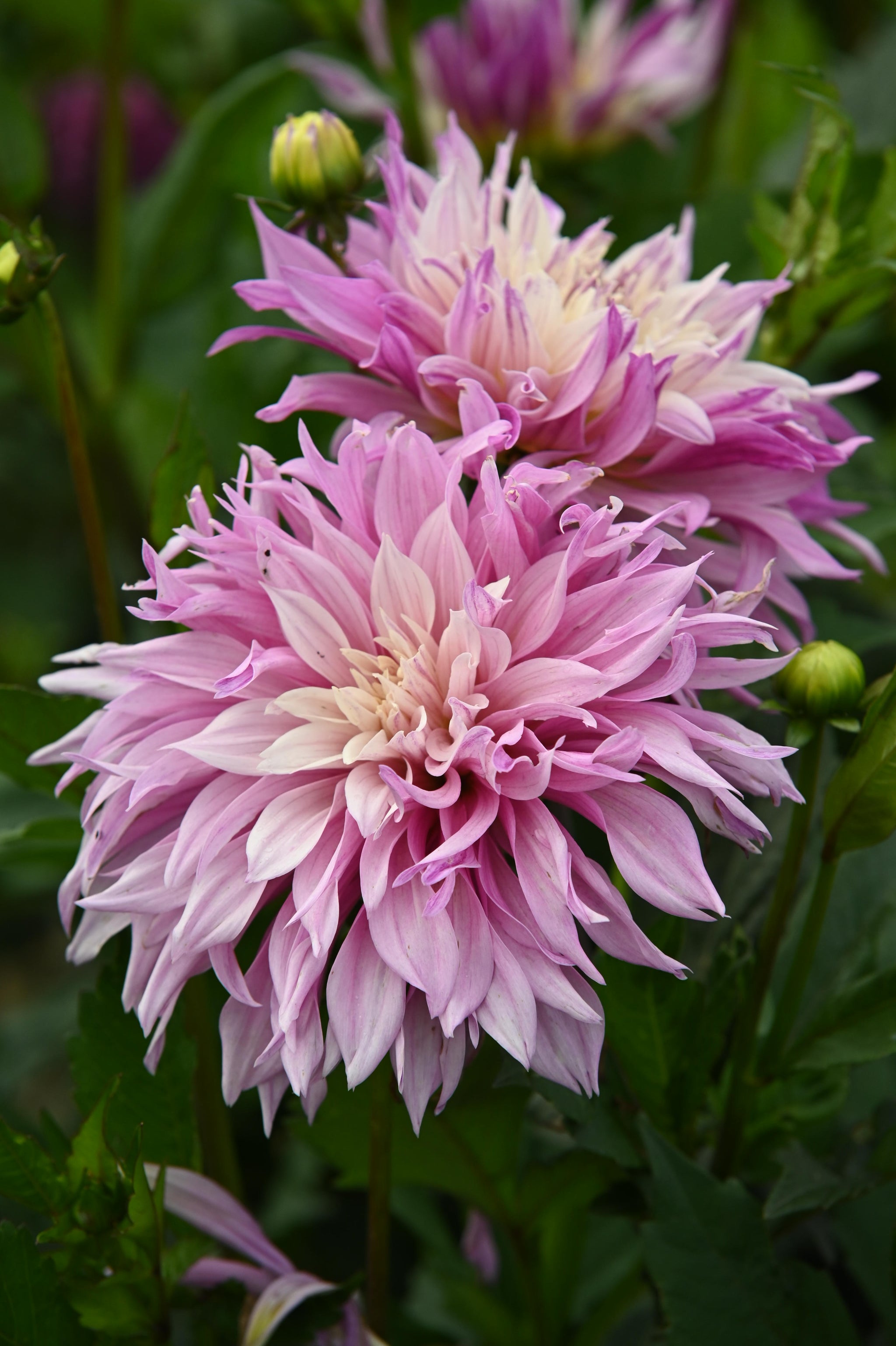 Dahlia Labyrinth Twotone