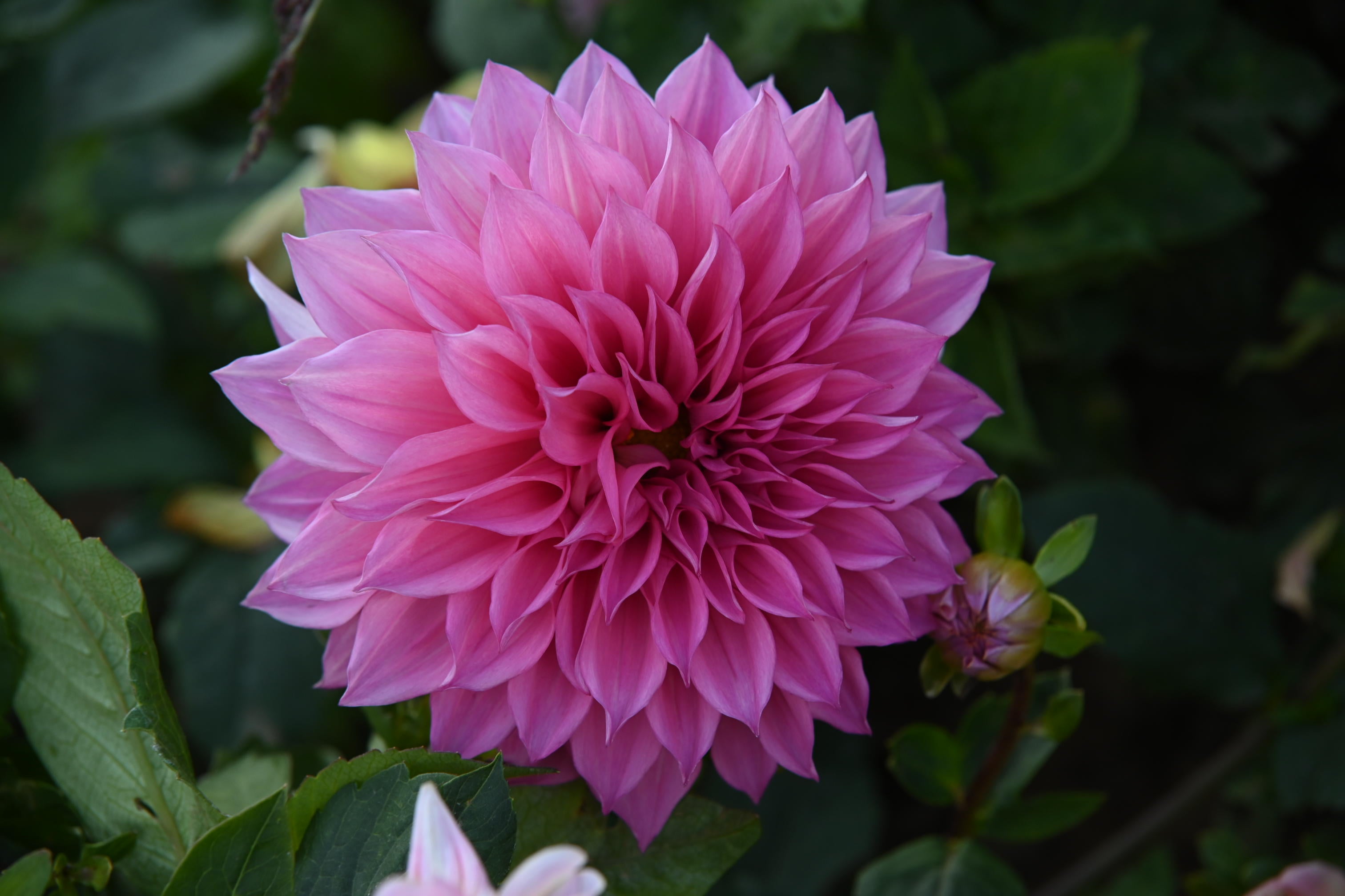 Dahlia Islander