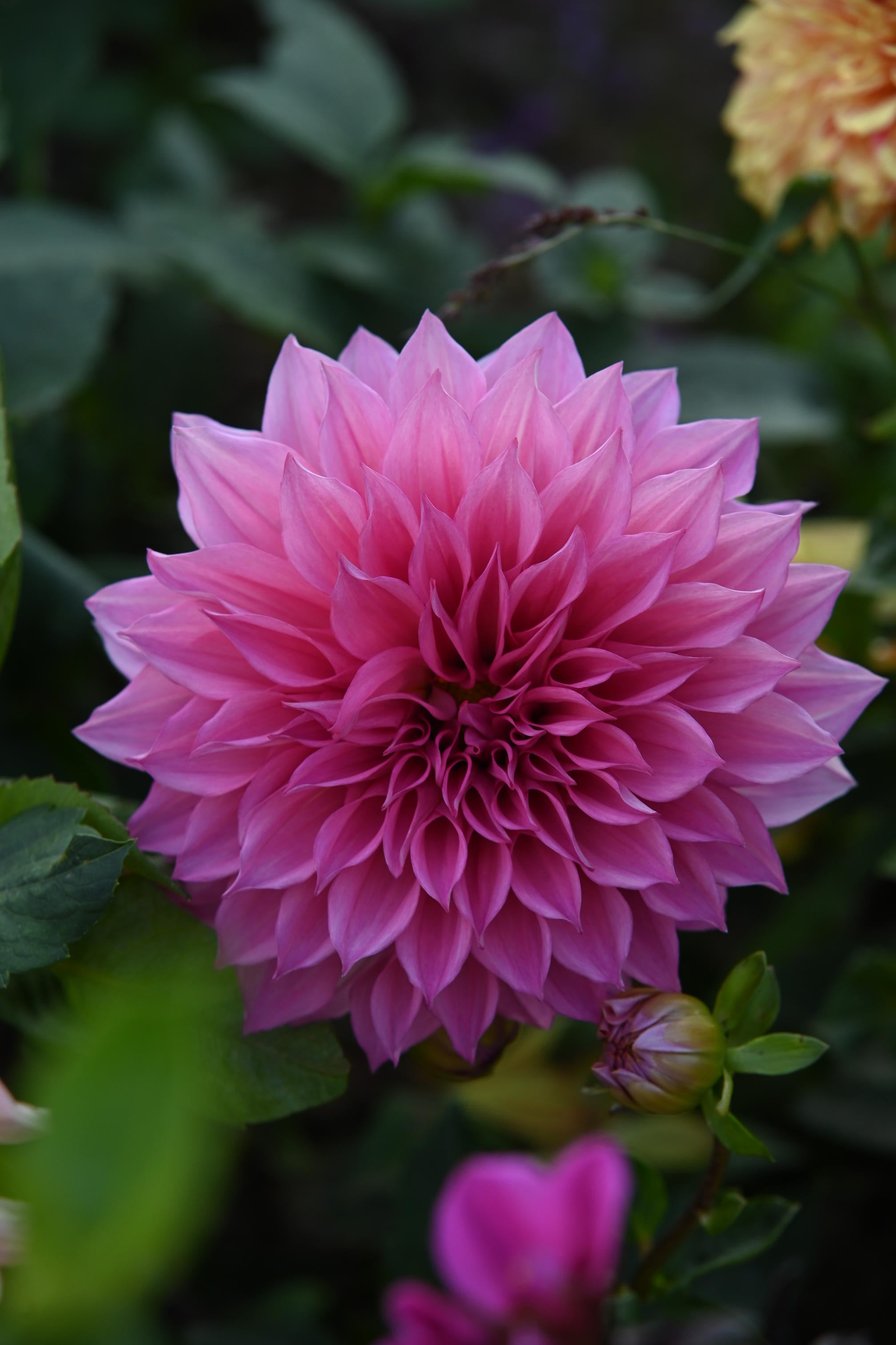 Dahlia Islander