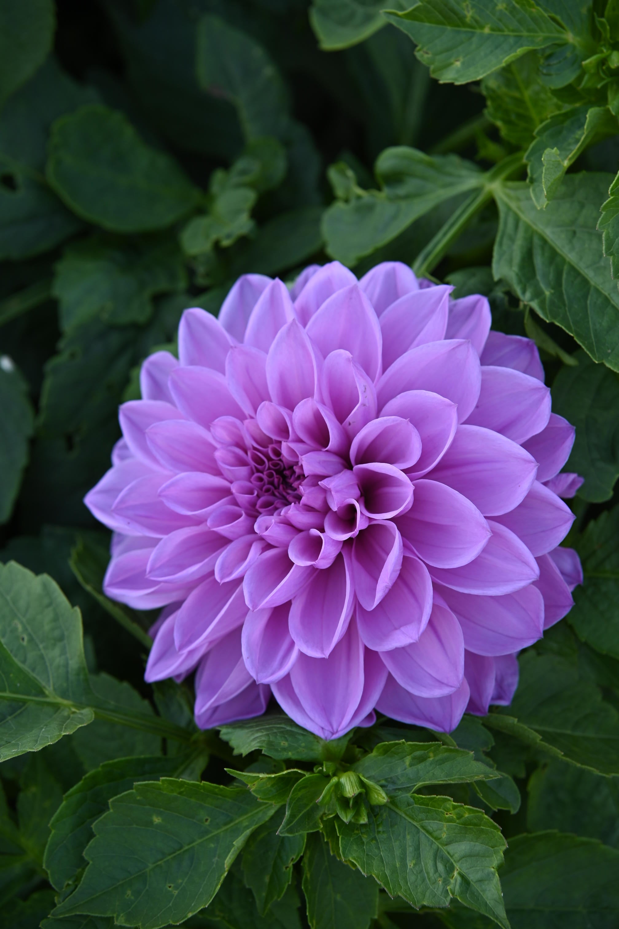 Dahlia Lavender Perfection