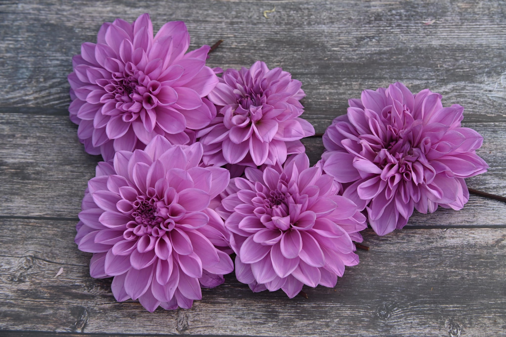 Dahlia Lavender Perfection