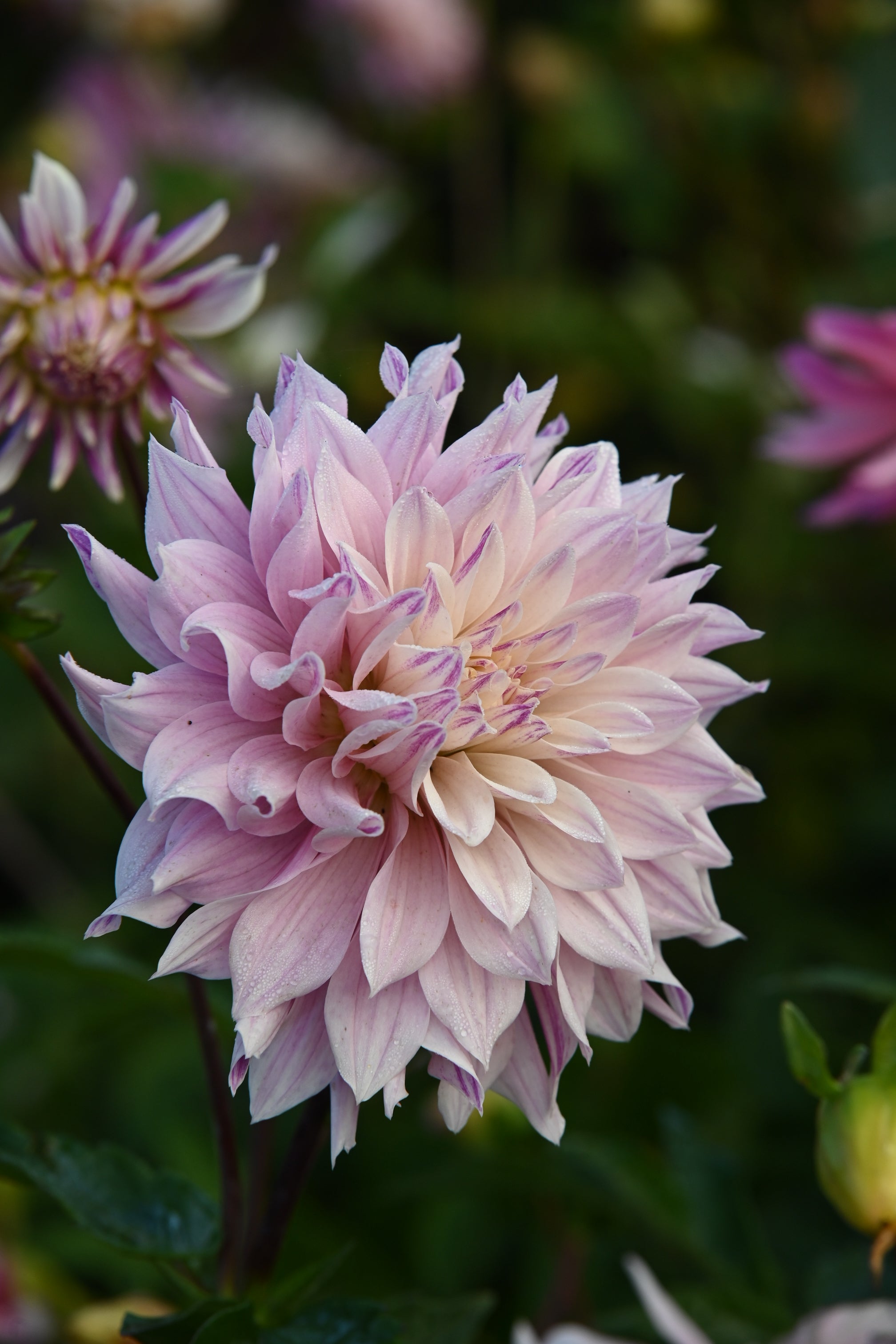 Dahlia Labyrinth Twotone