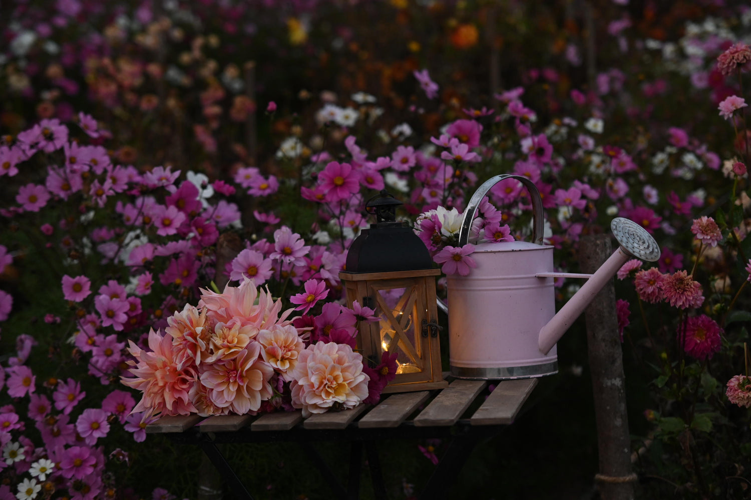 DSC_6648.JPG__PID:71944043-02be-49ea-ae94-62b6ee2d5610