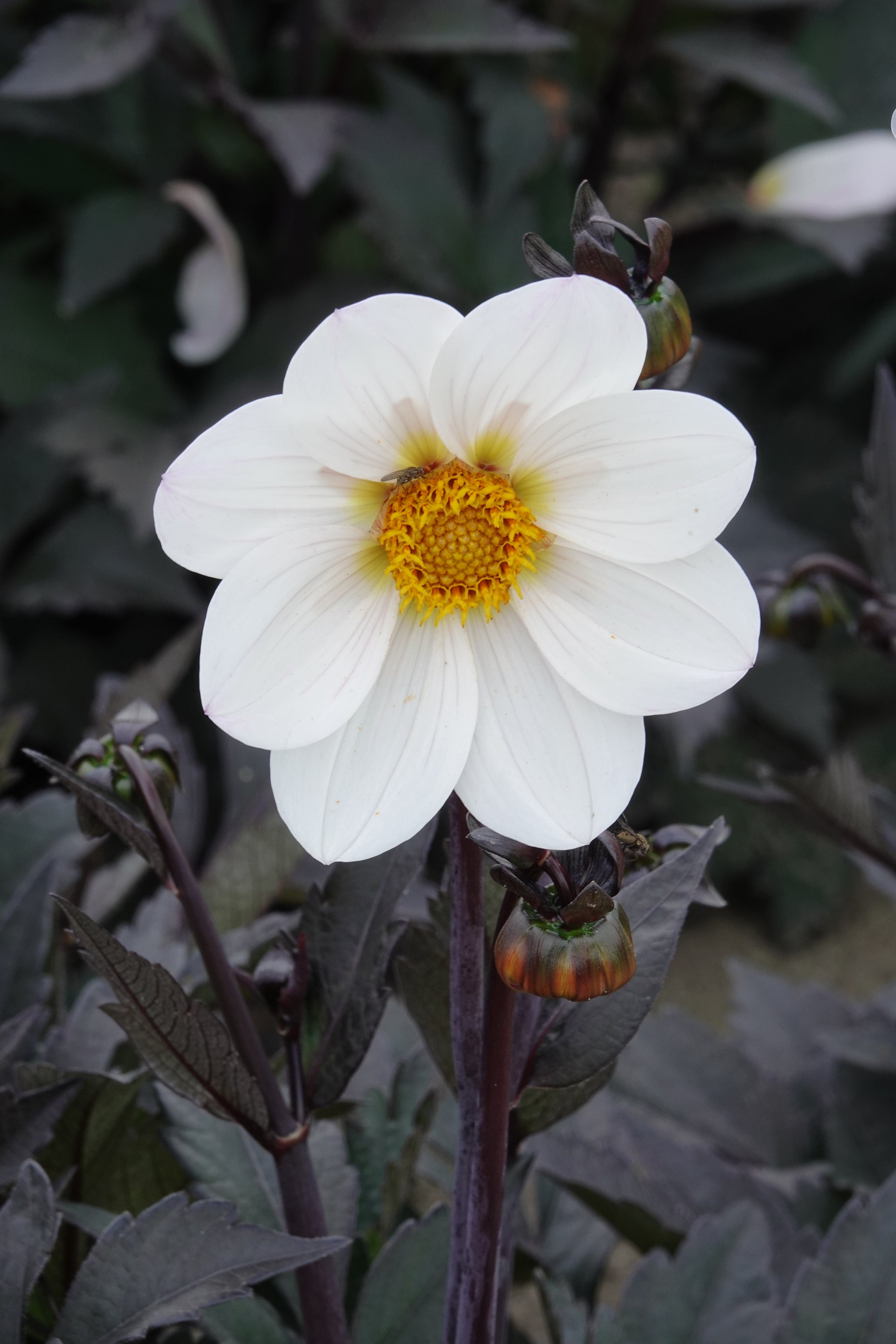 Dahlia Dahlegria White