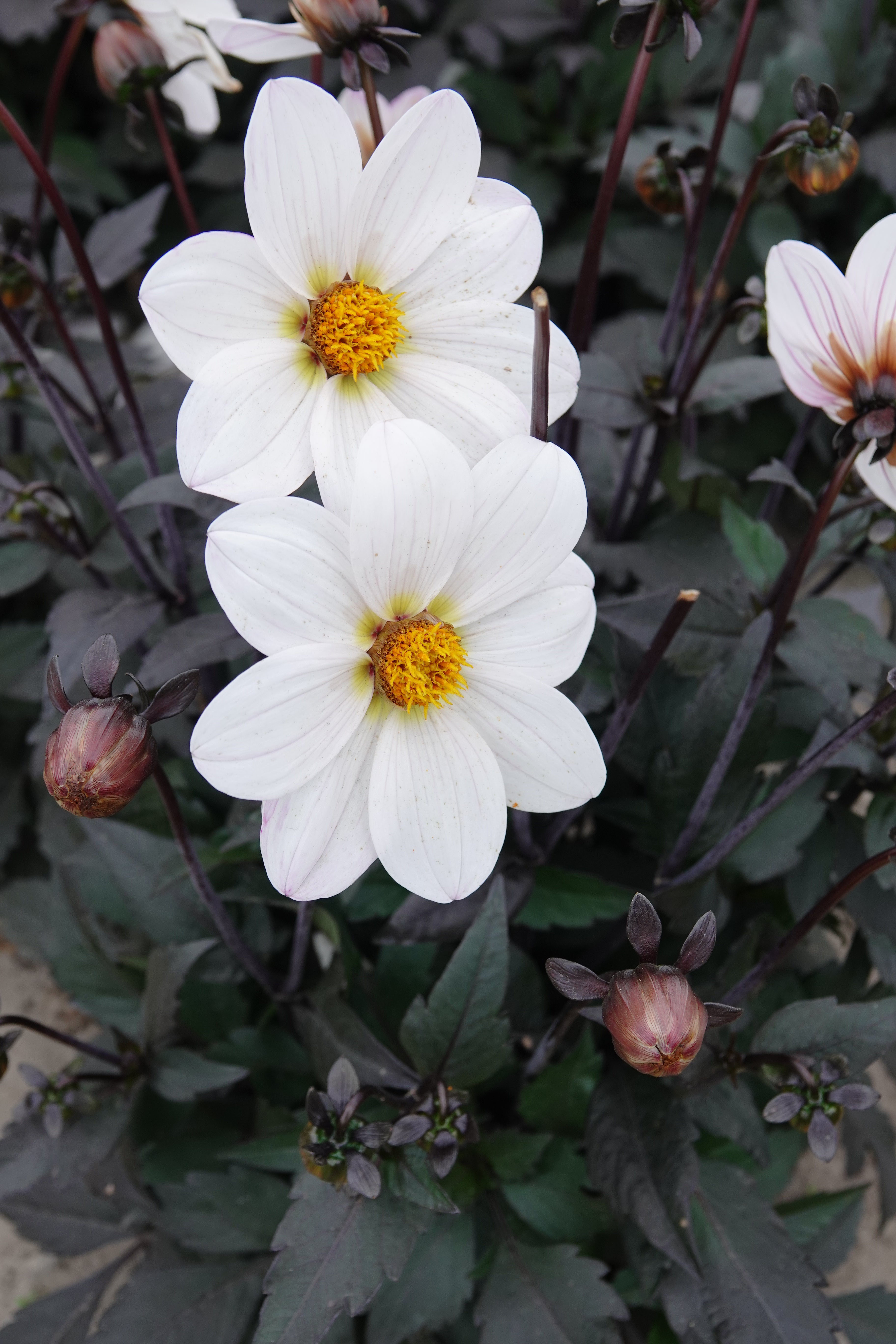 Dahlia Dahlegria White