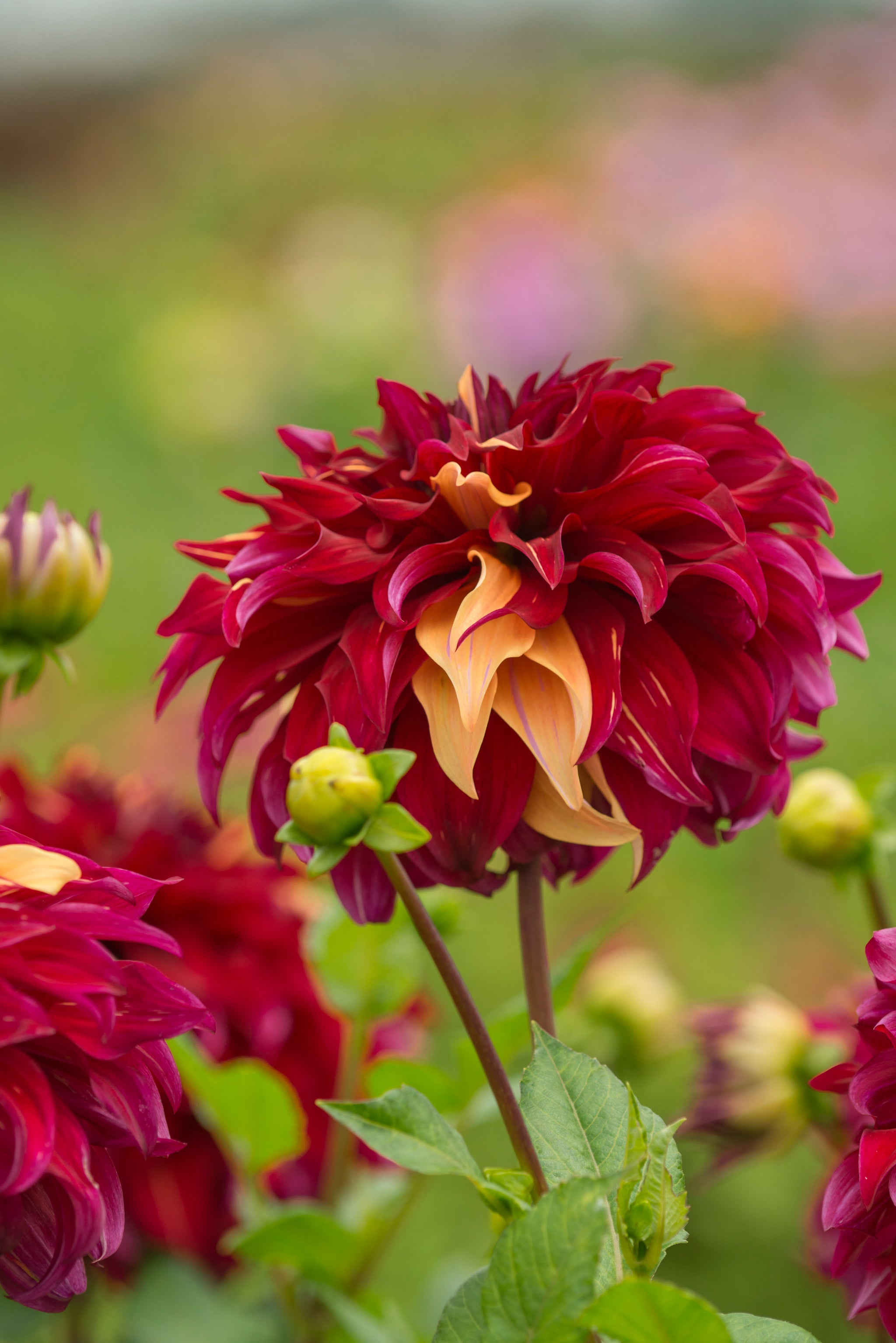 Dahlia Bohemian Spartacus