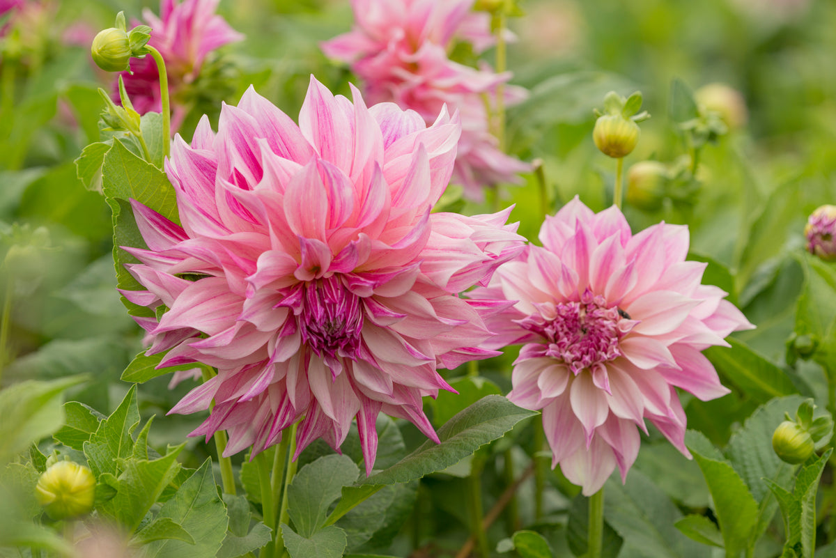 Dahlia Cafe au Lait Royal