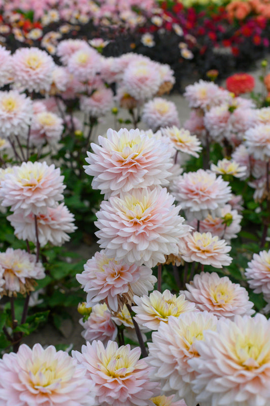 Dahlia Diana's Memory