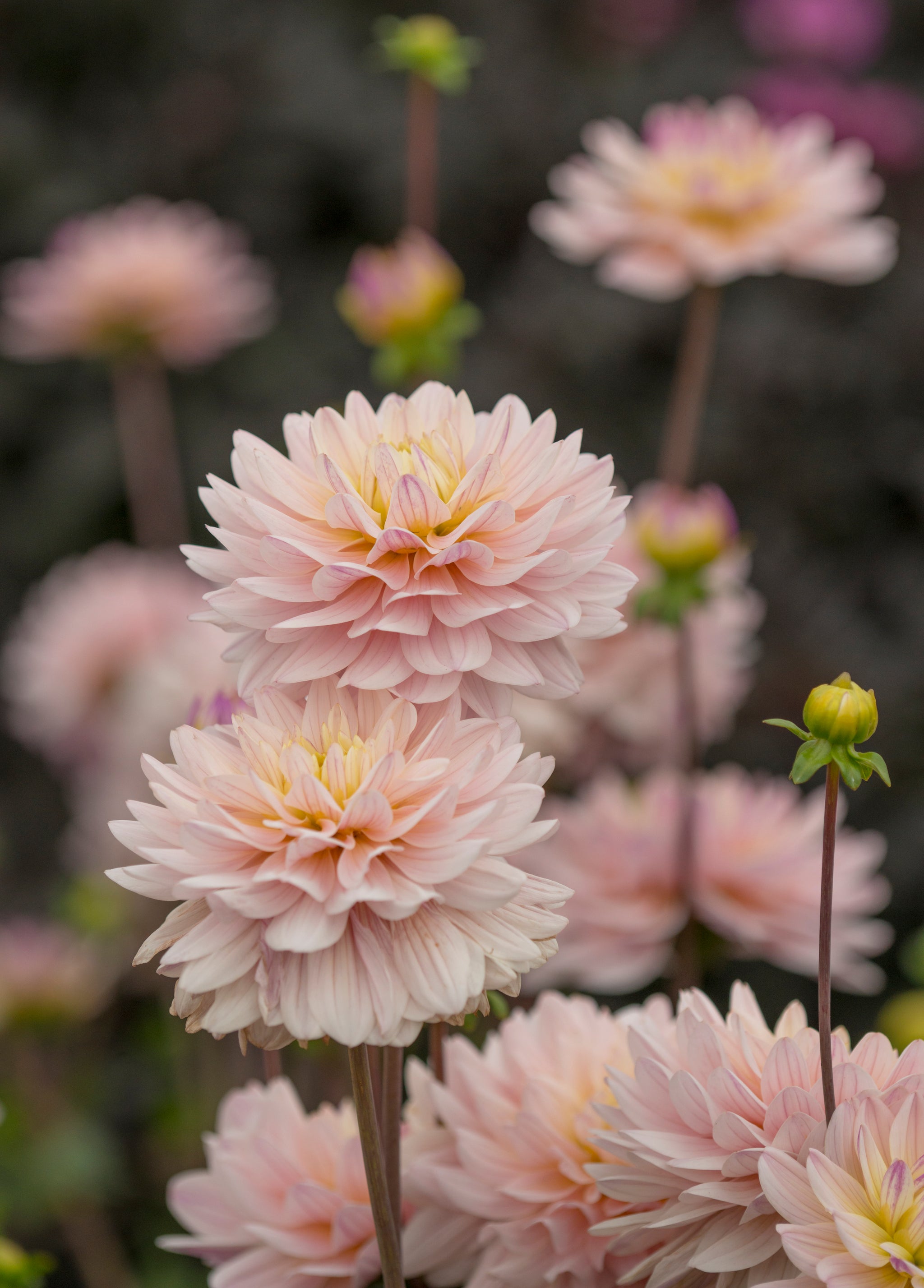 Dahlia Diana's Memory