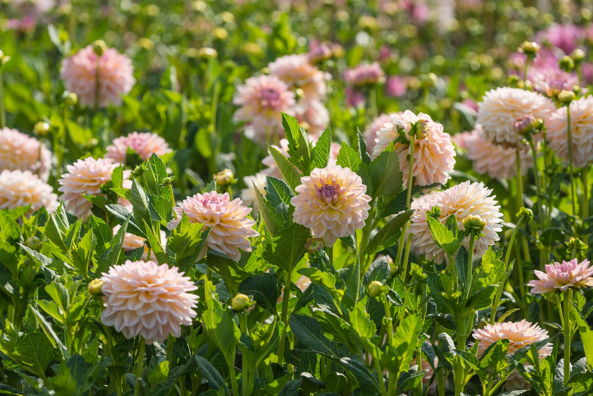 Dahlia Diana's Memory