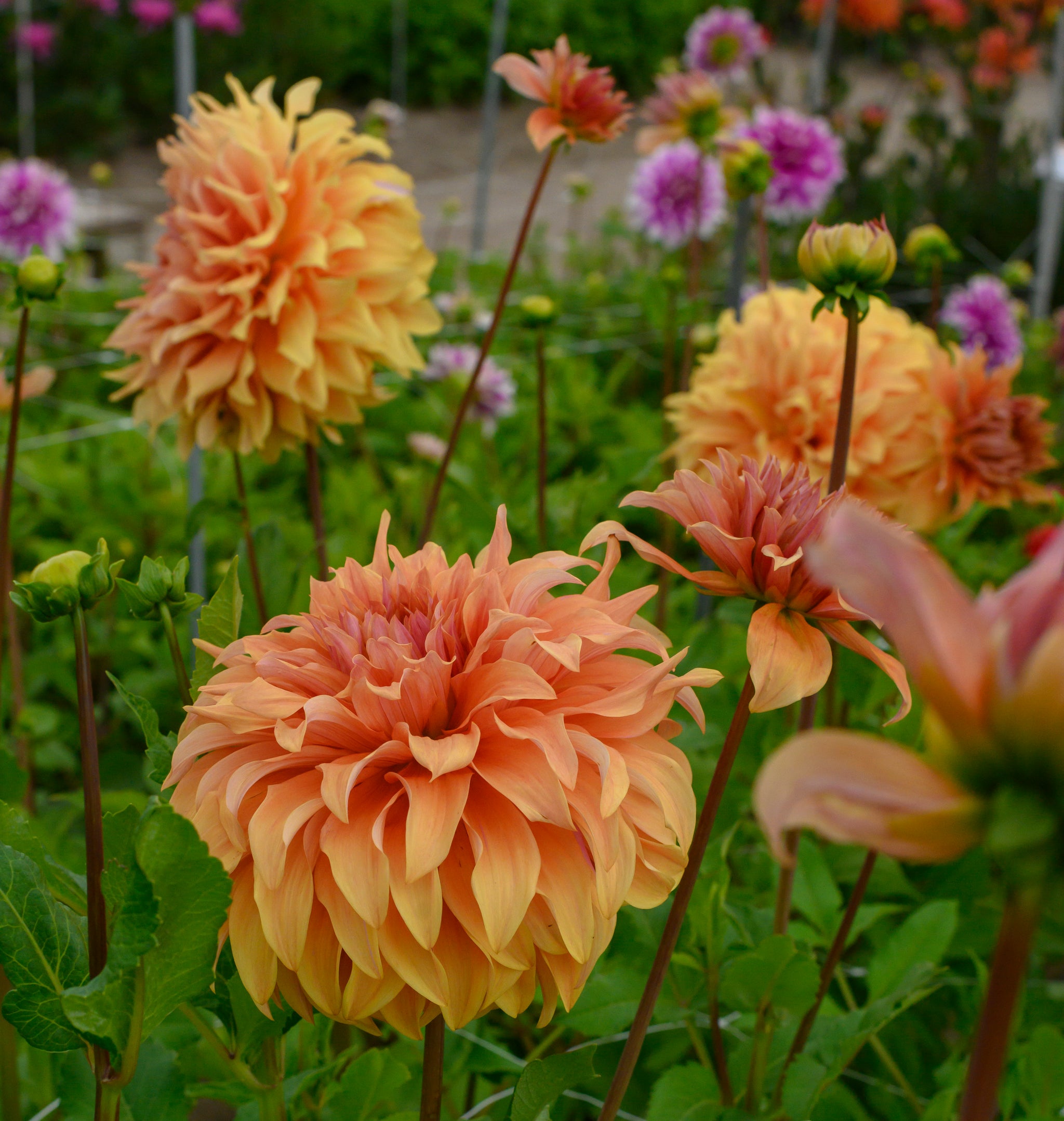Dahlia Great Hercules