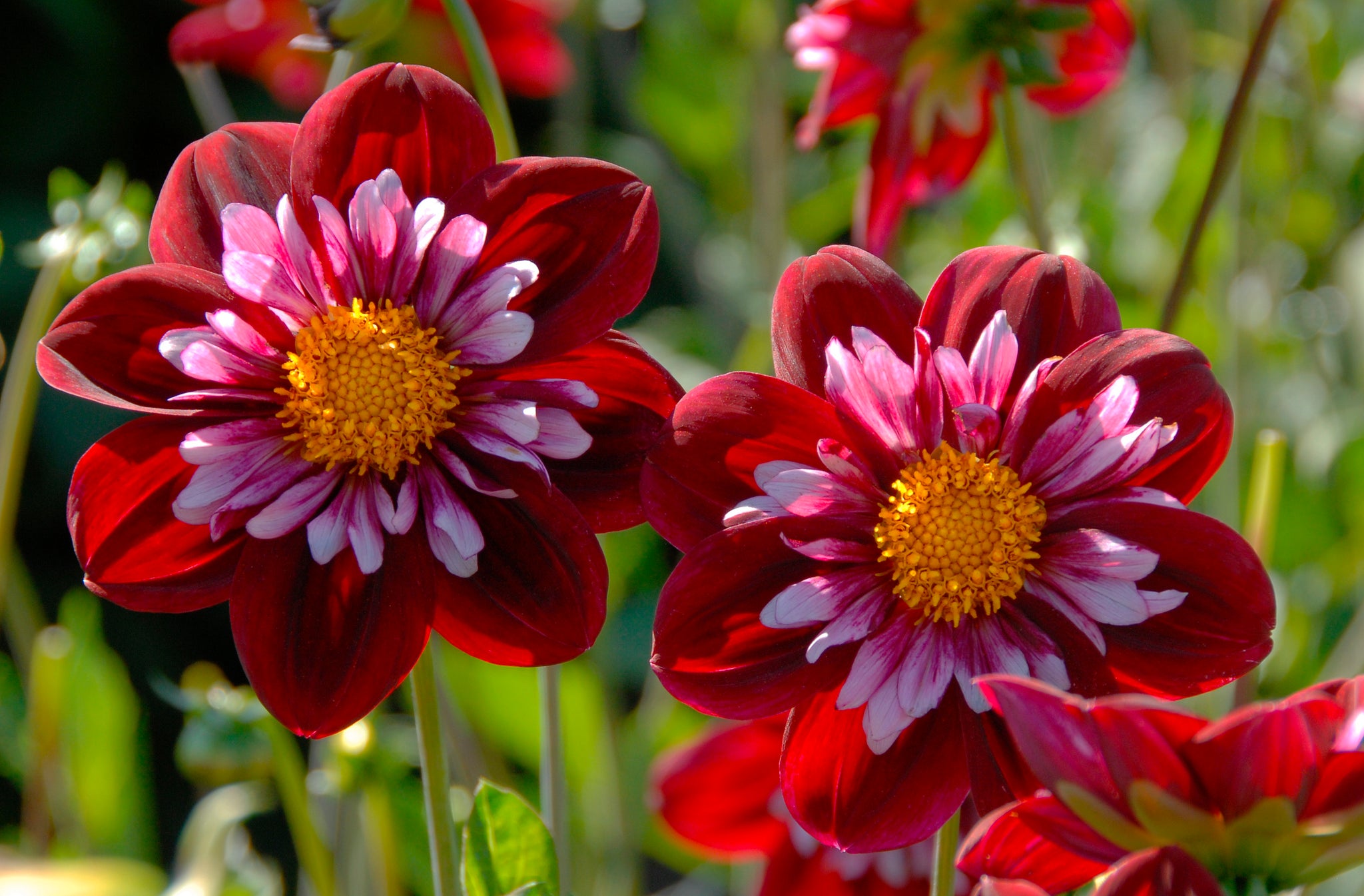 Dahlia Joyfull Investment