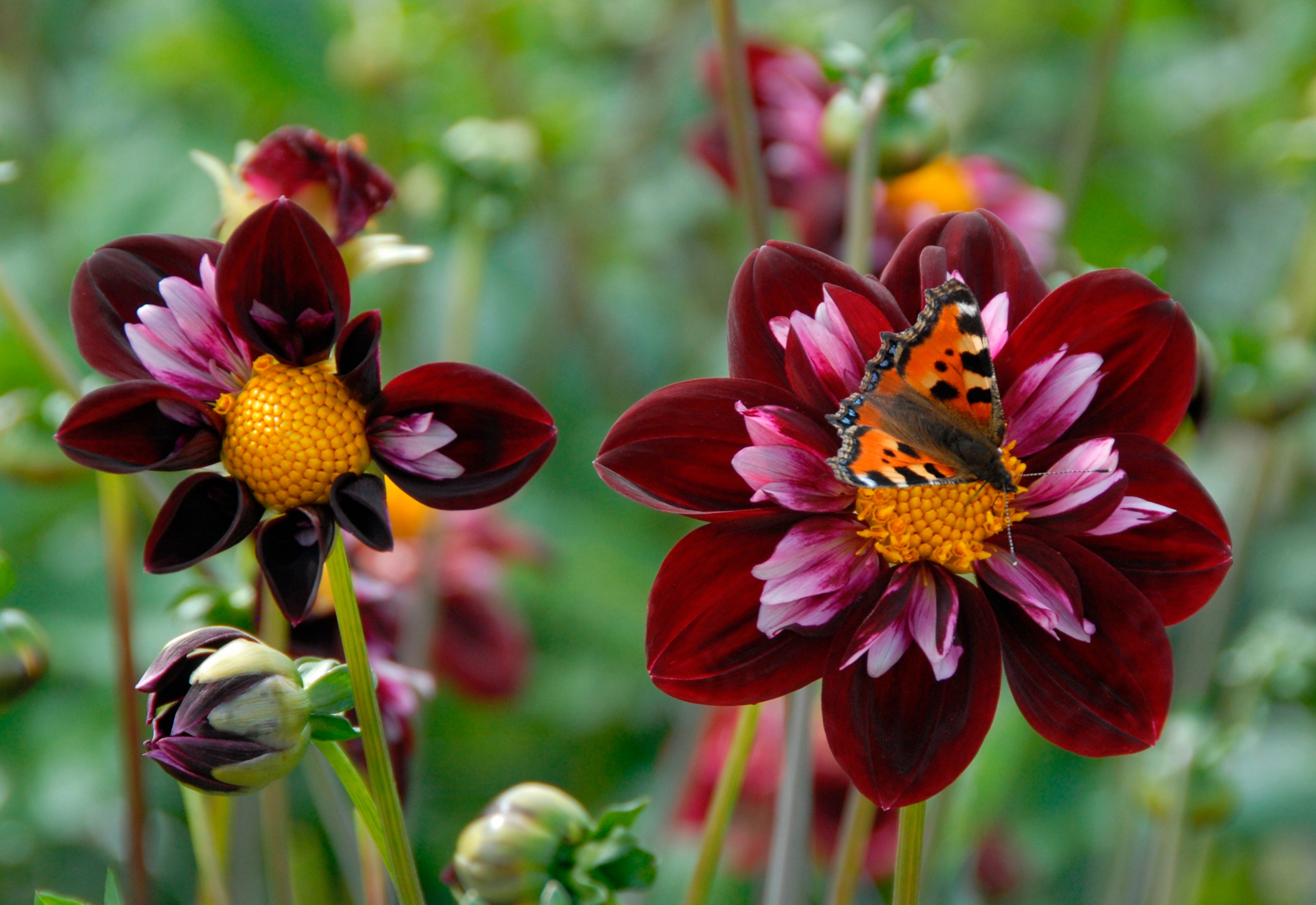 Dahlia Joyfull Investment