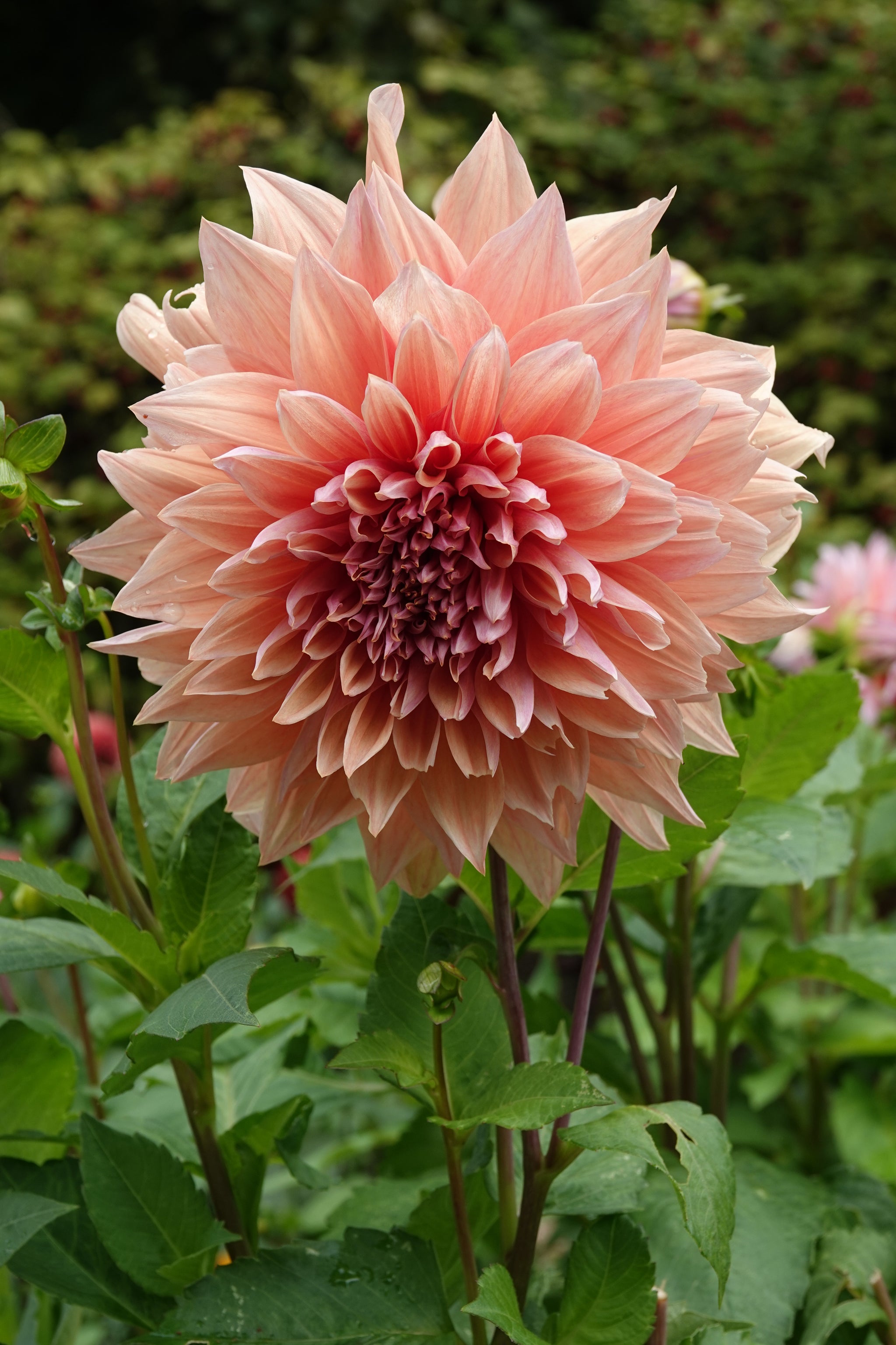 Dahlia Mango Madness