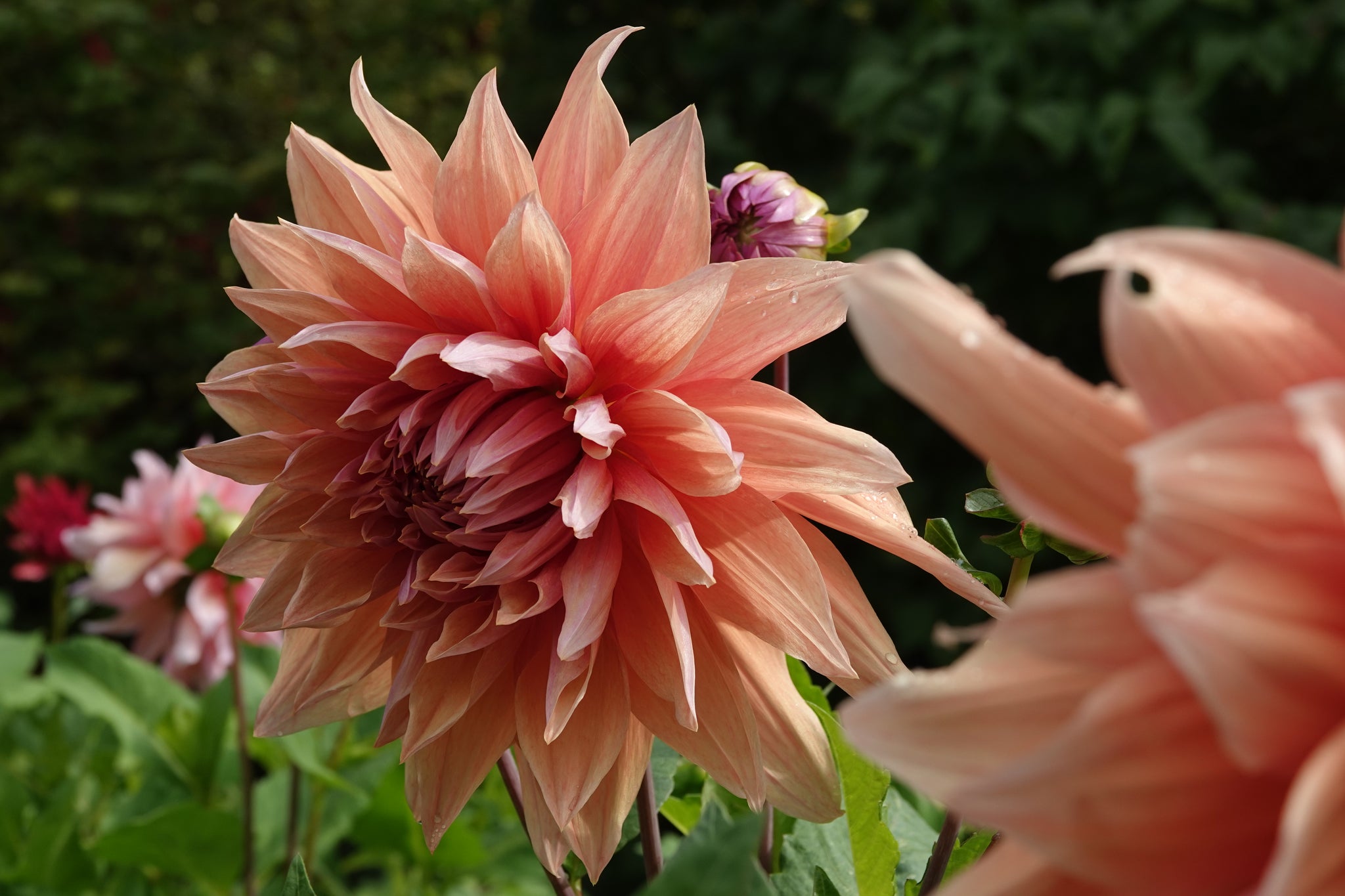 Dahlia Mango Madness