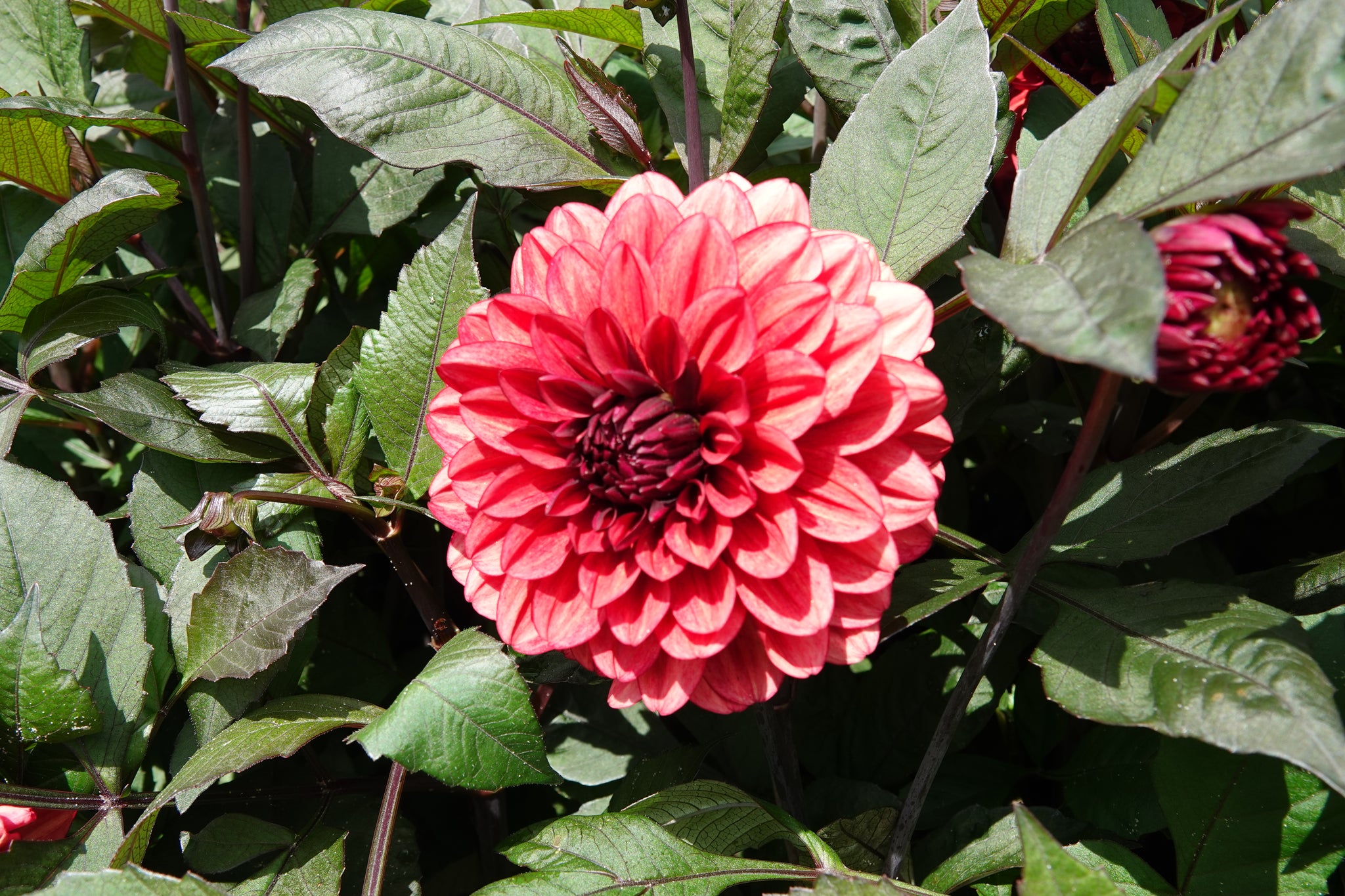 Dahlia Orient Express