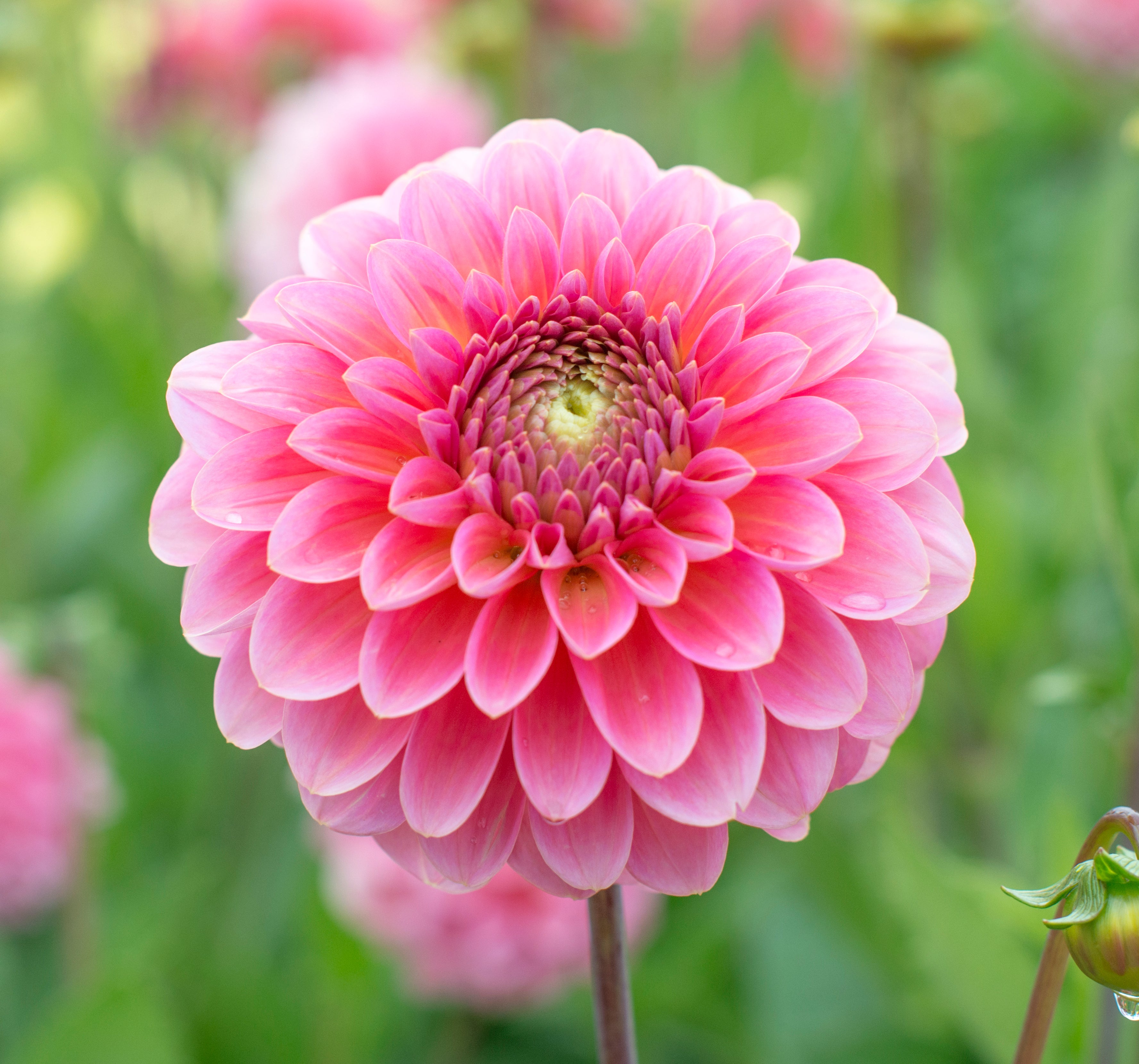 Dahlia Pink Runner