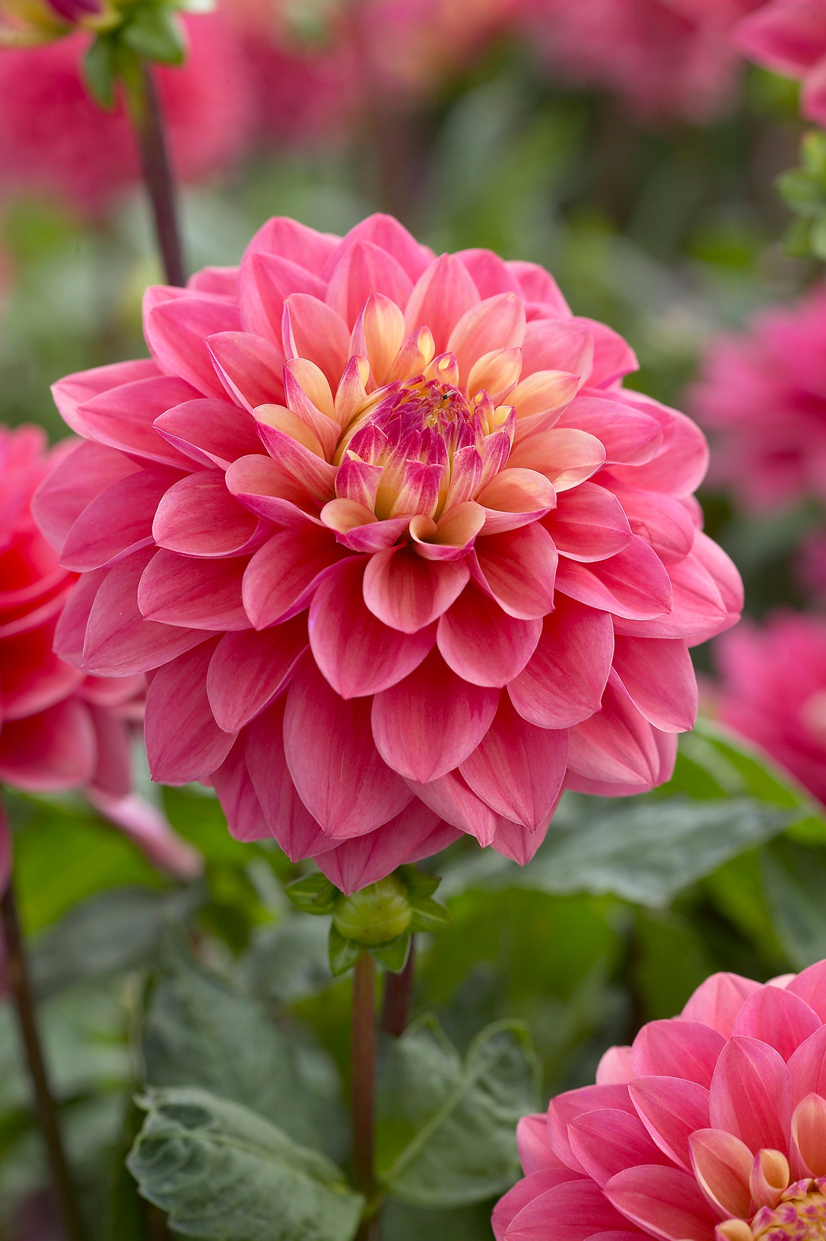 Dahlia Princess Gracia