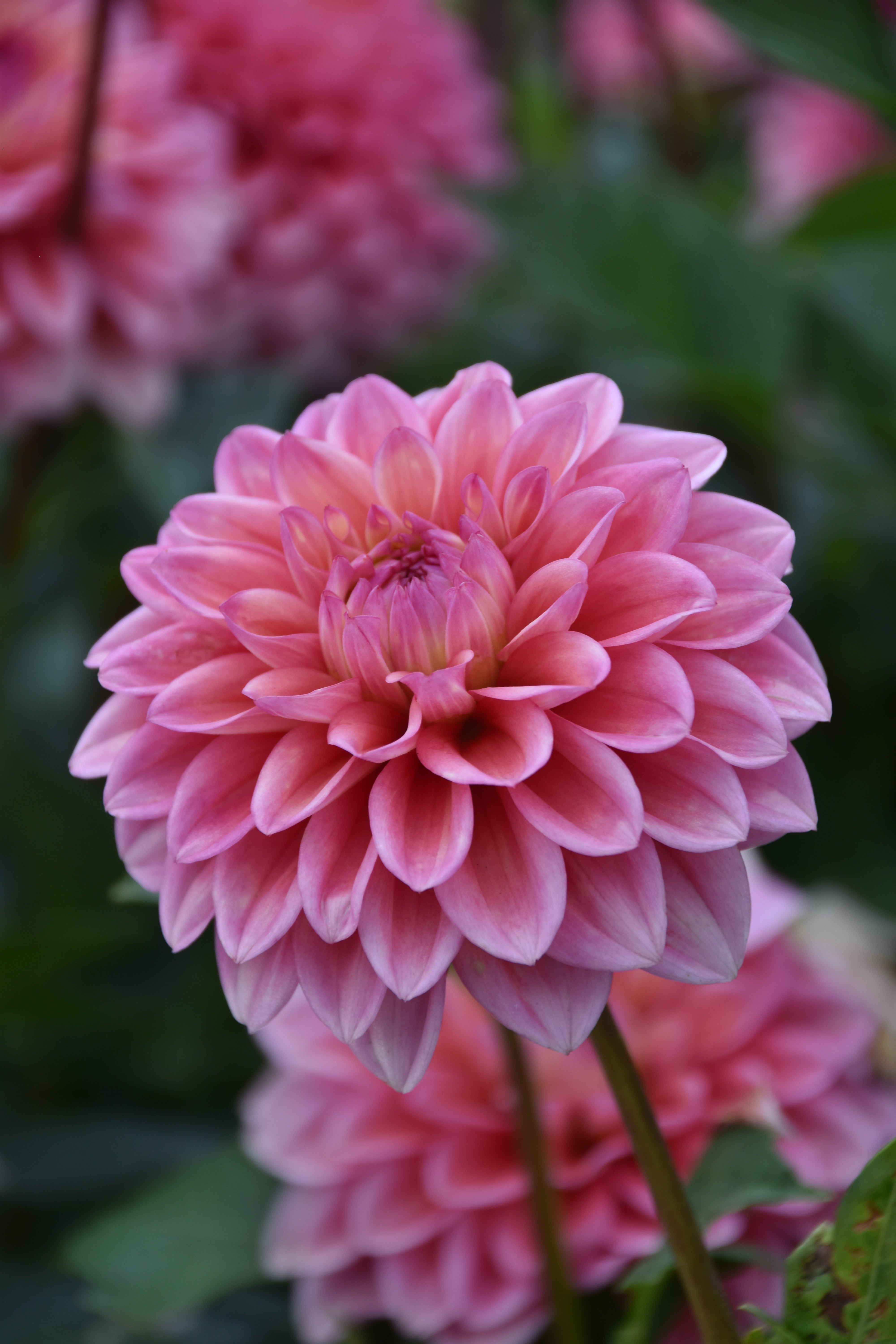 Dahlia Princess Gracia