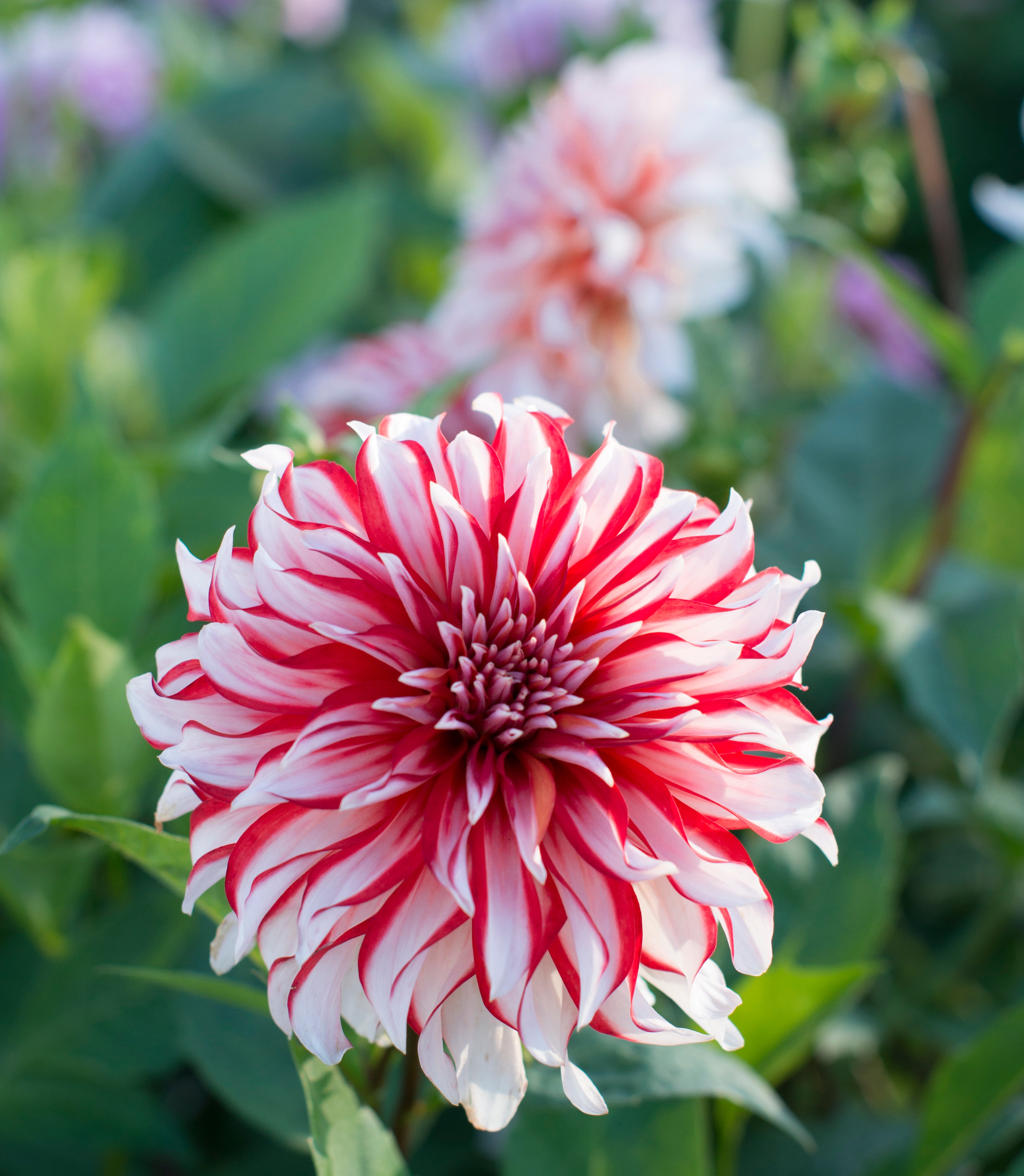 Dahlia Santa Claus
