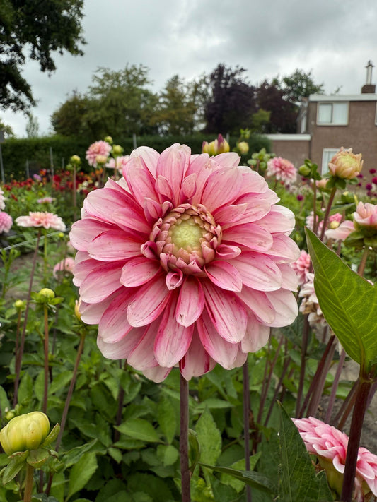 Dahlia Strawberry Cream
