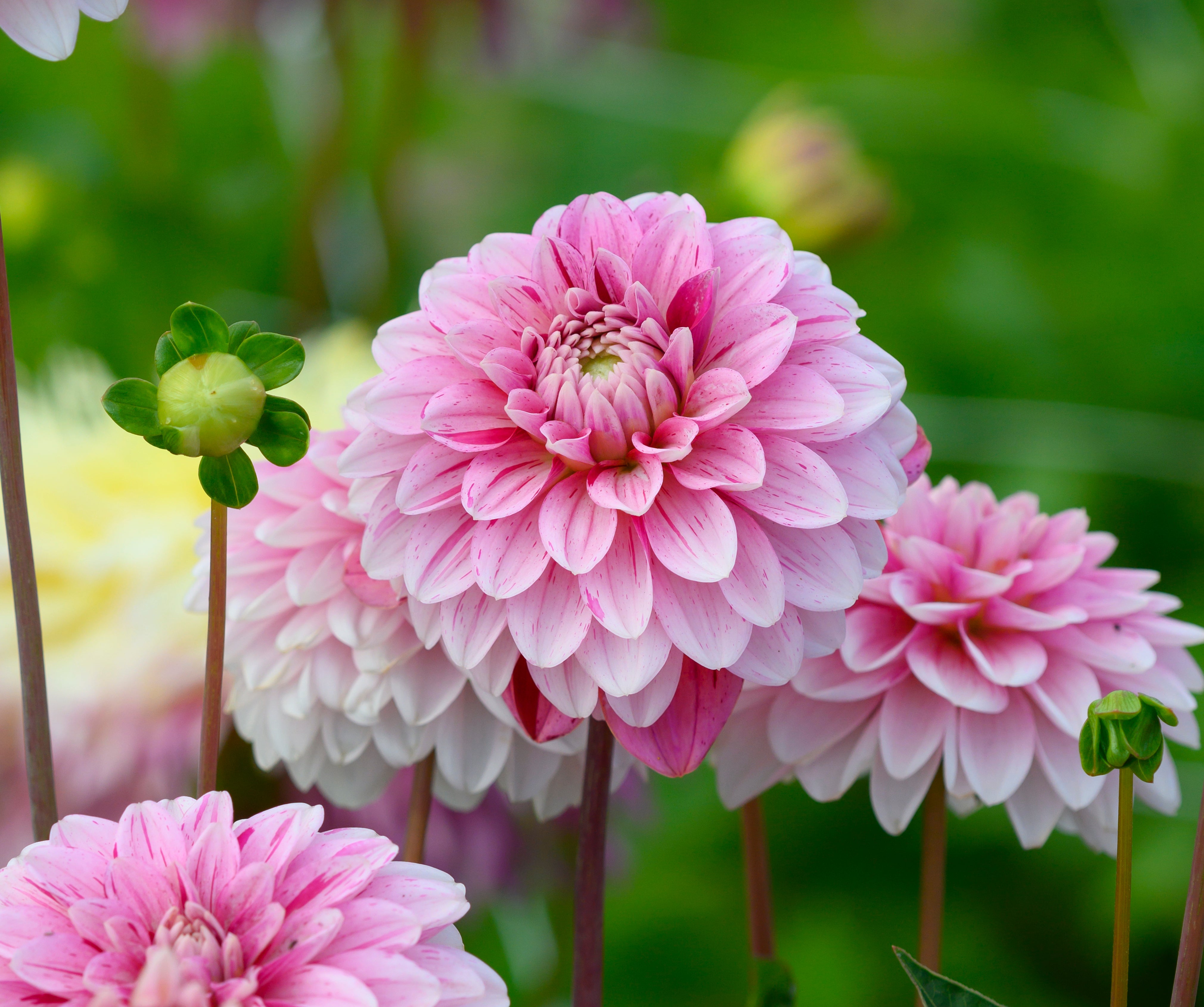 Dahlia Strawberry Cream