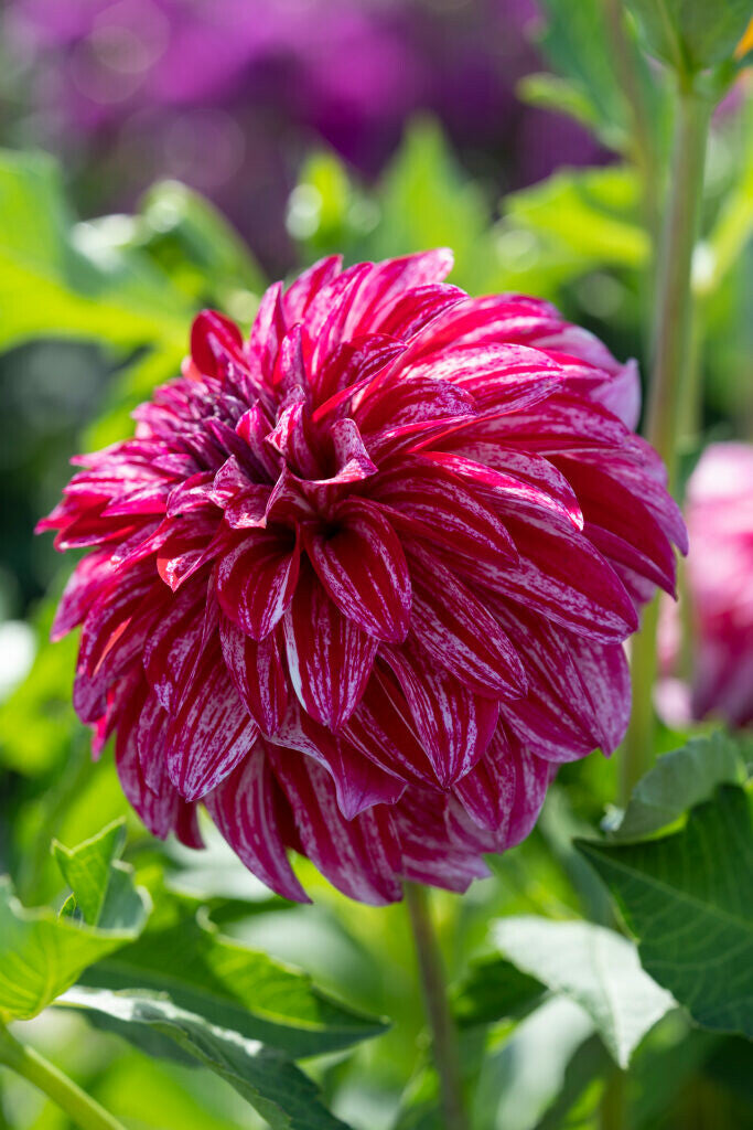 Dahlia Sturm Sweet Nicole