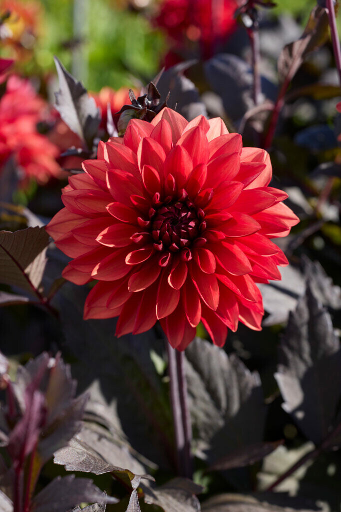 Dahlia Tiramisu