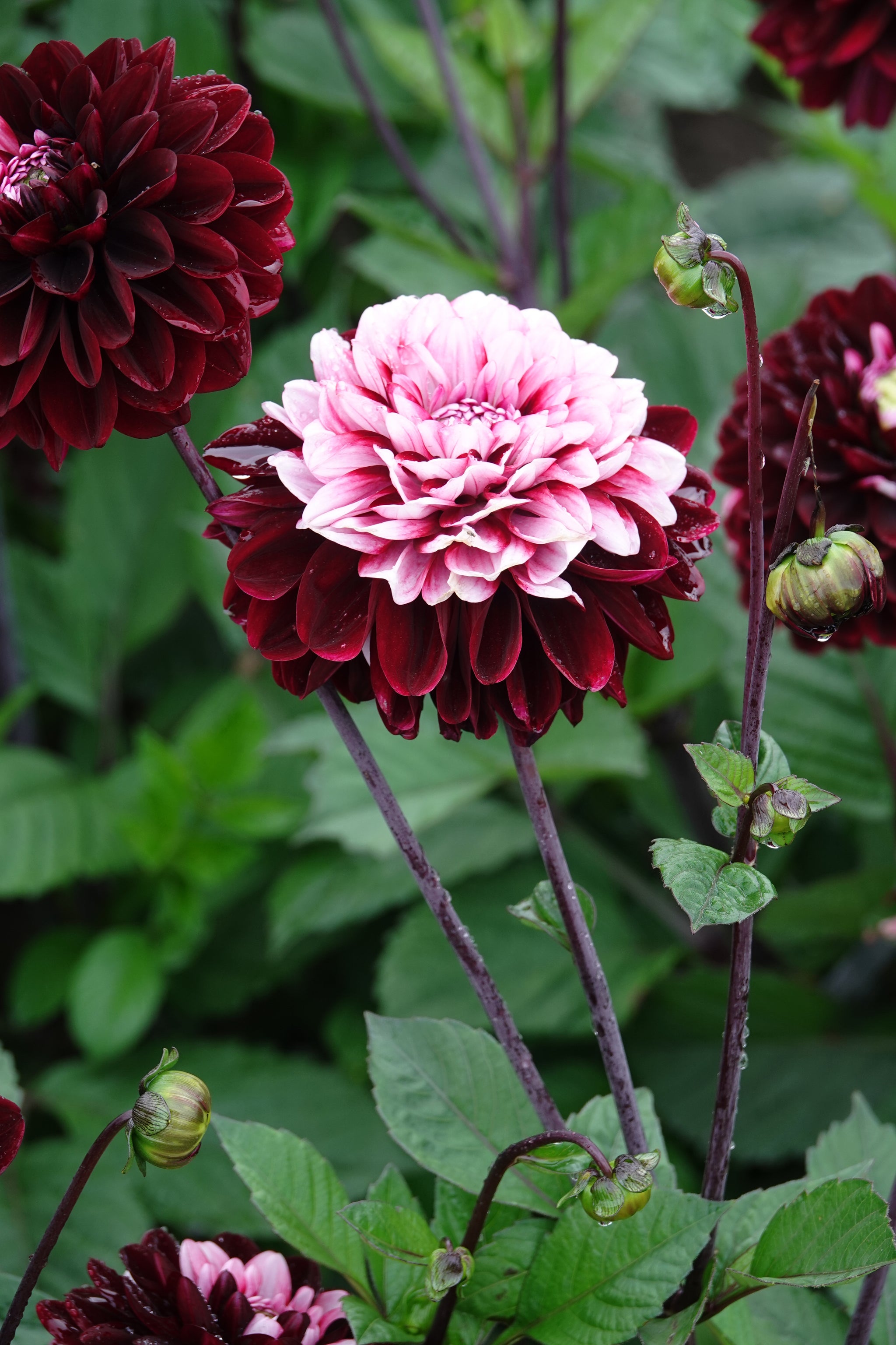 Dahlia Daria In Love