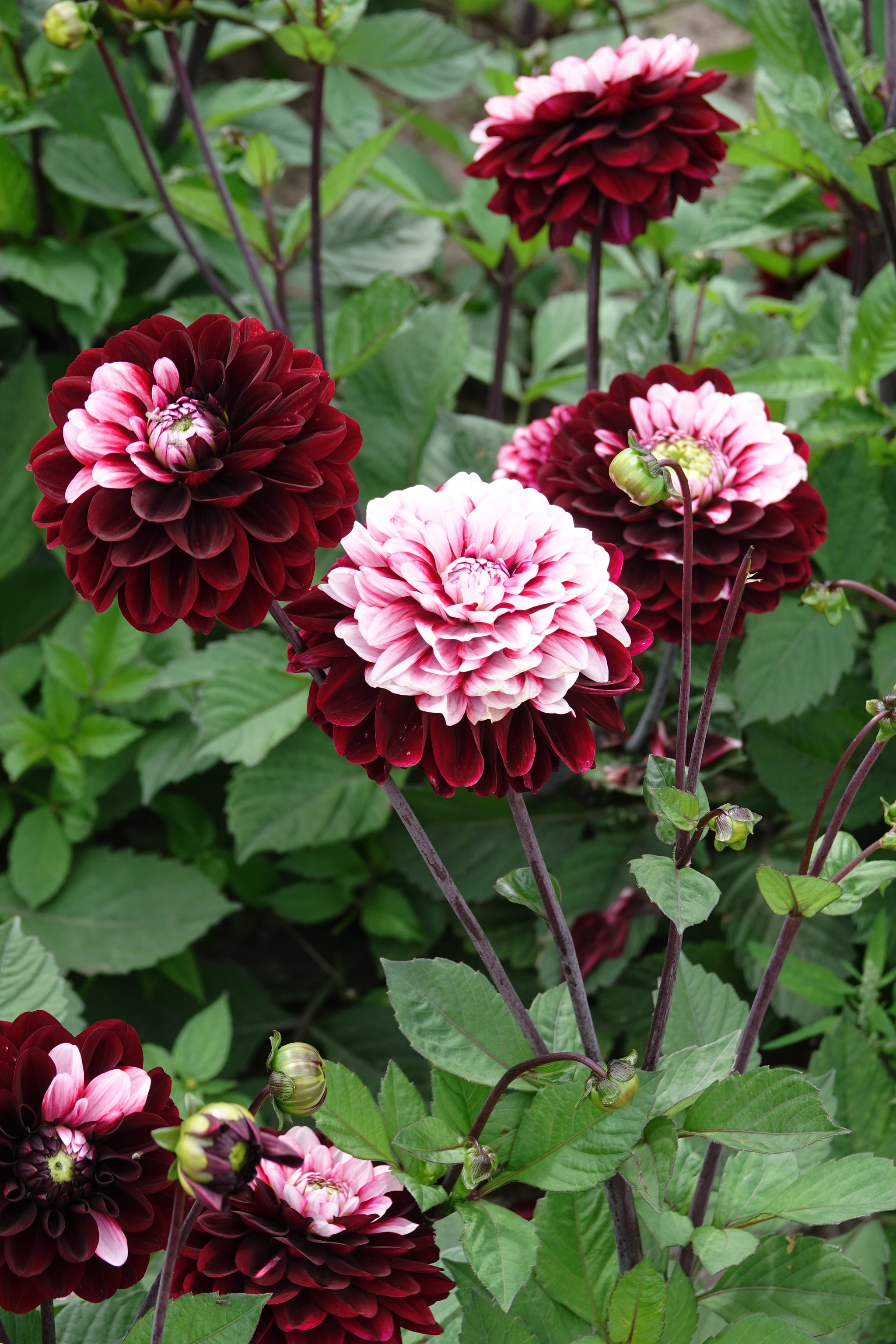 Dahlia Daria In Love