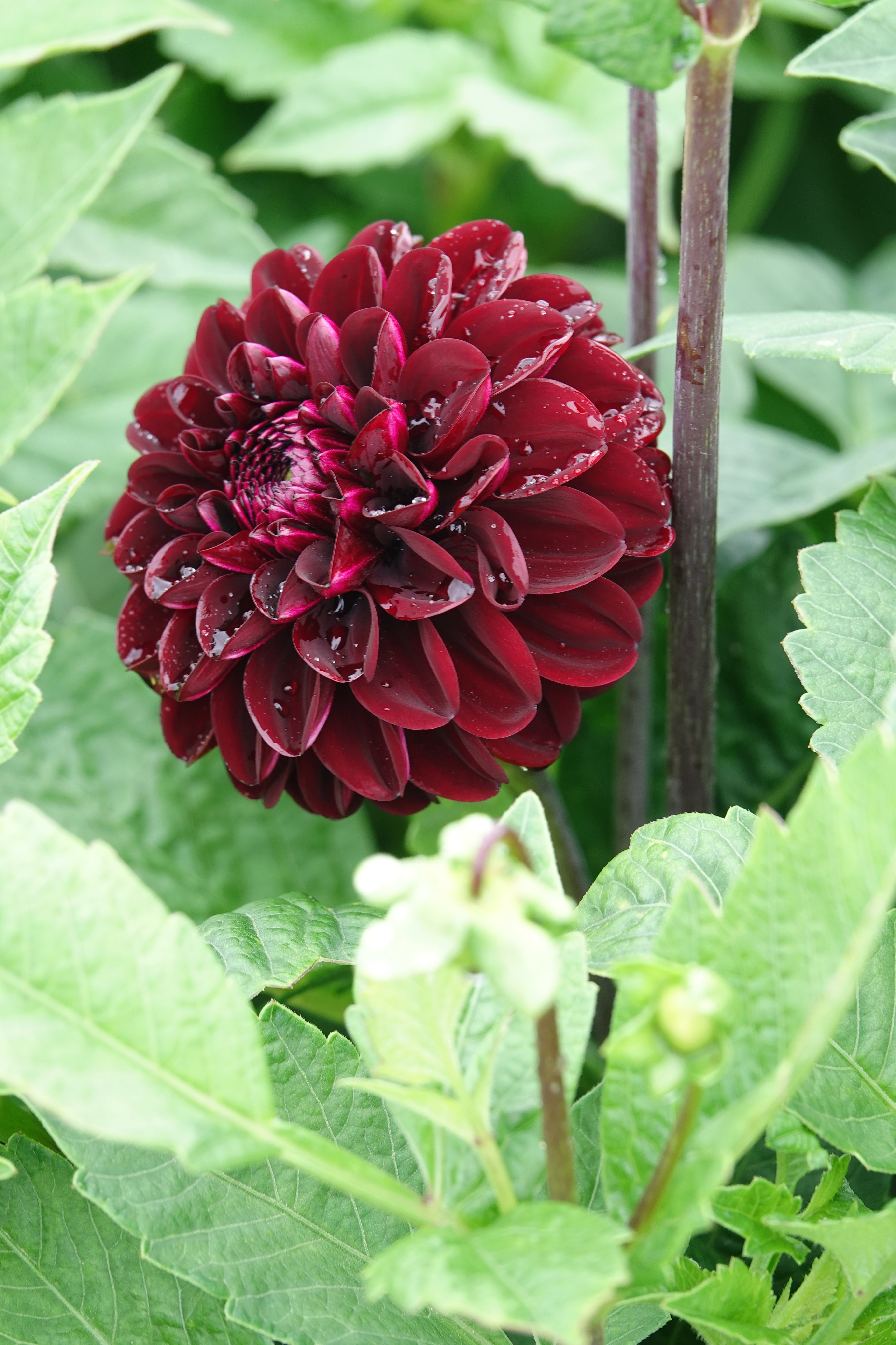 Dahlia Dark Spirit
